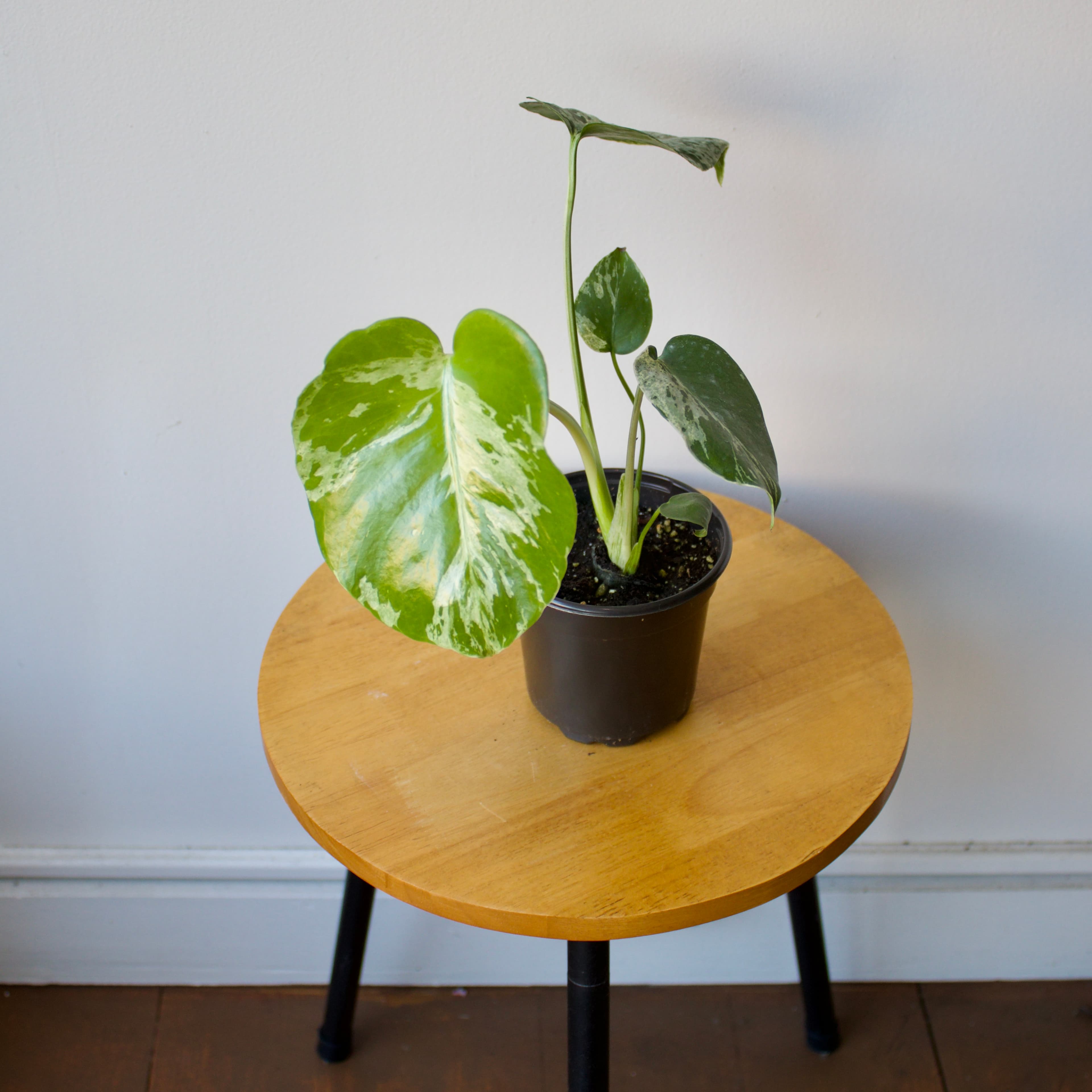 Monstera 4"