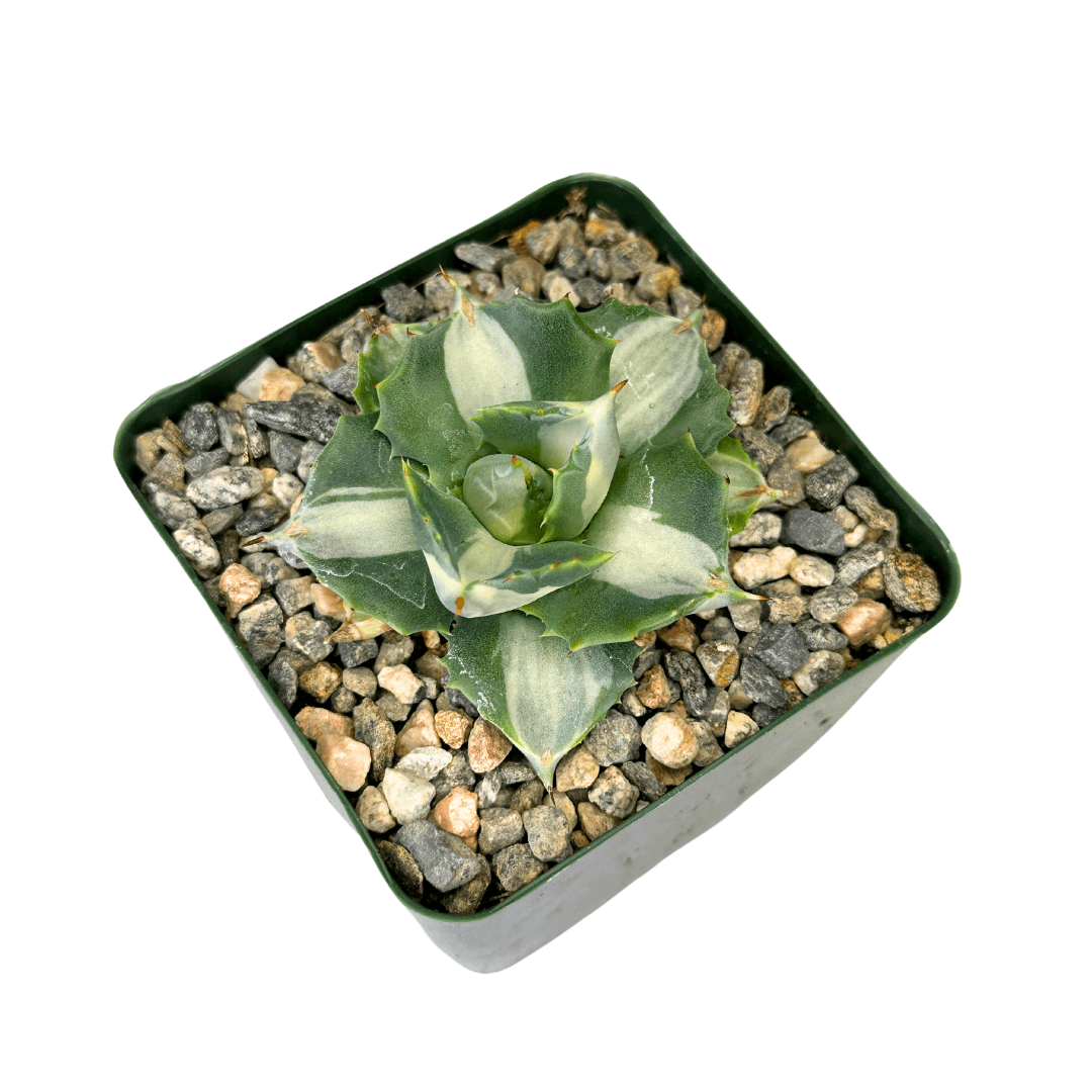 Agave 4"