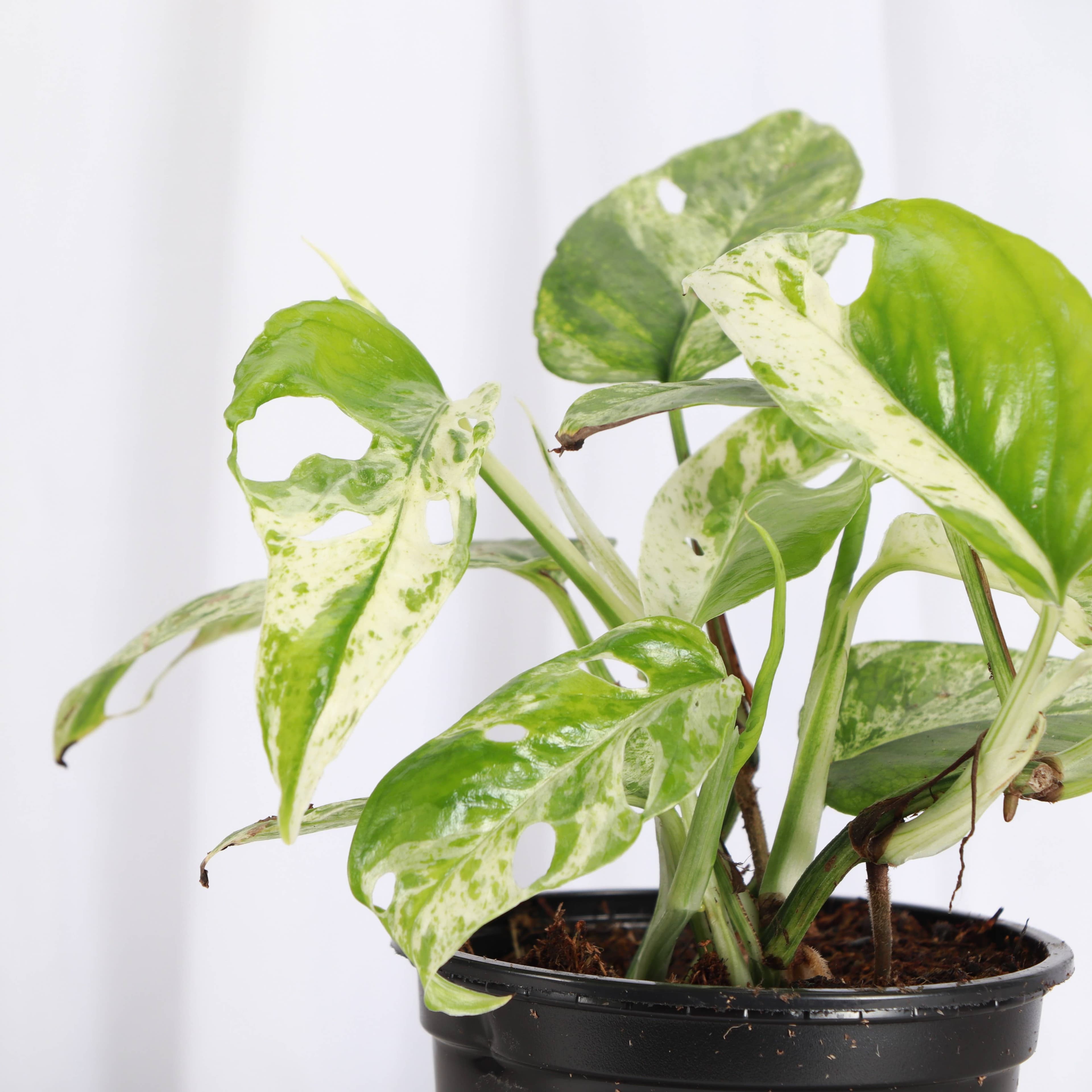 Epipremnum 4"