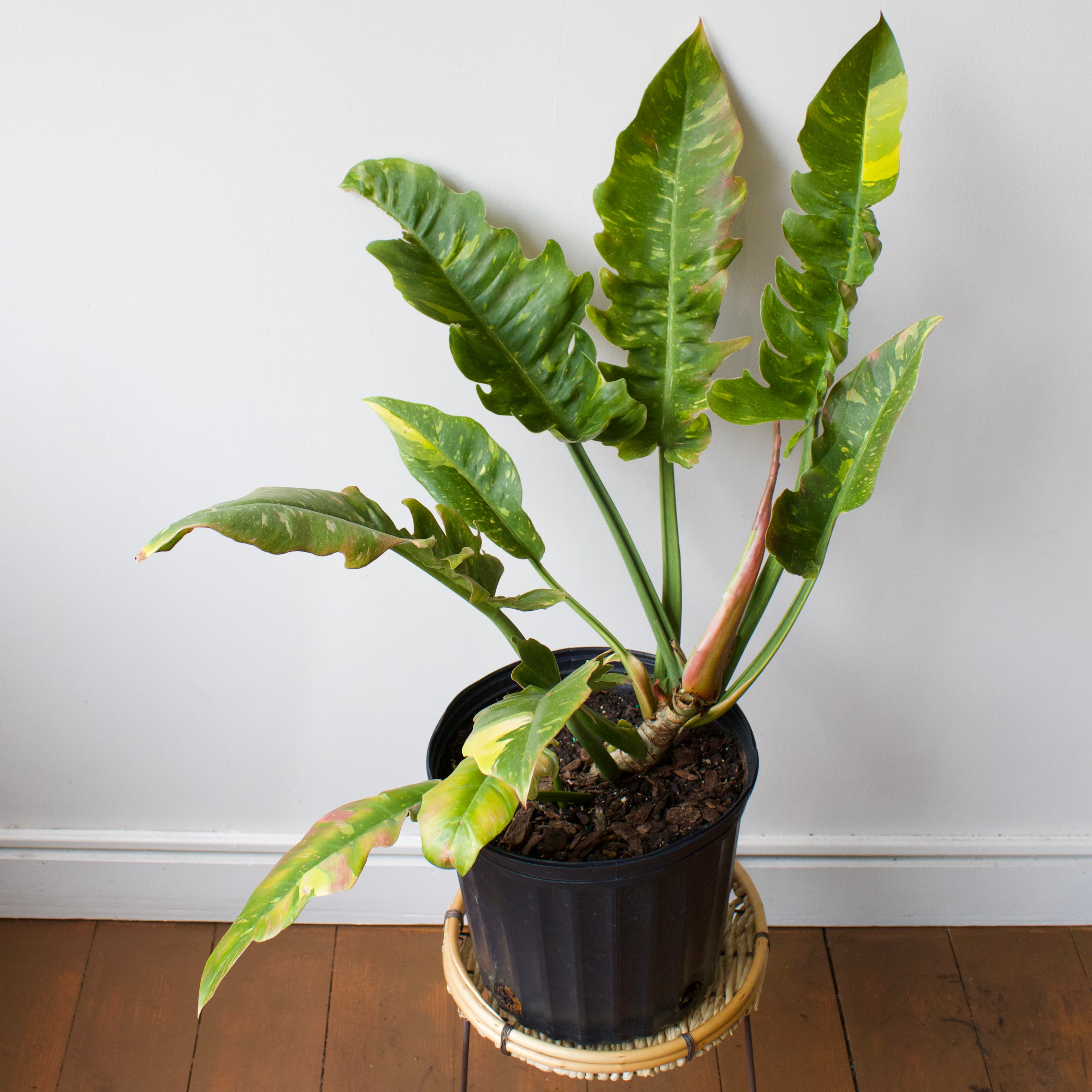 Philodendron 10"