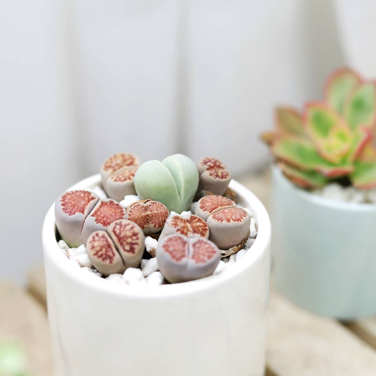 Lithops