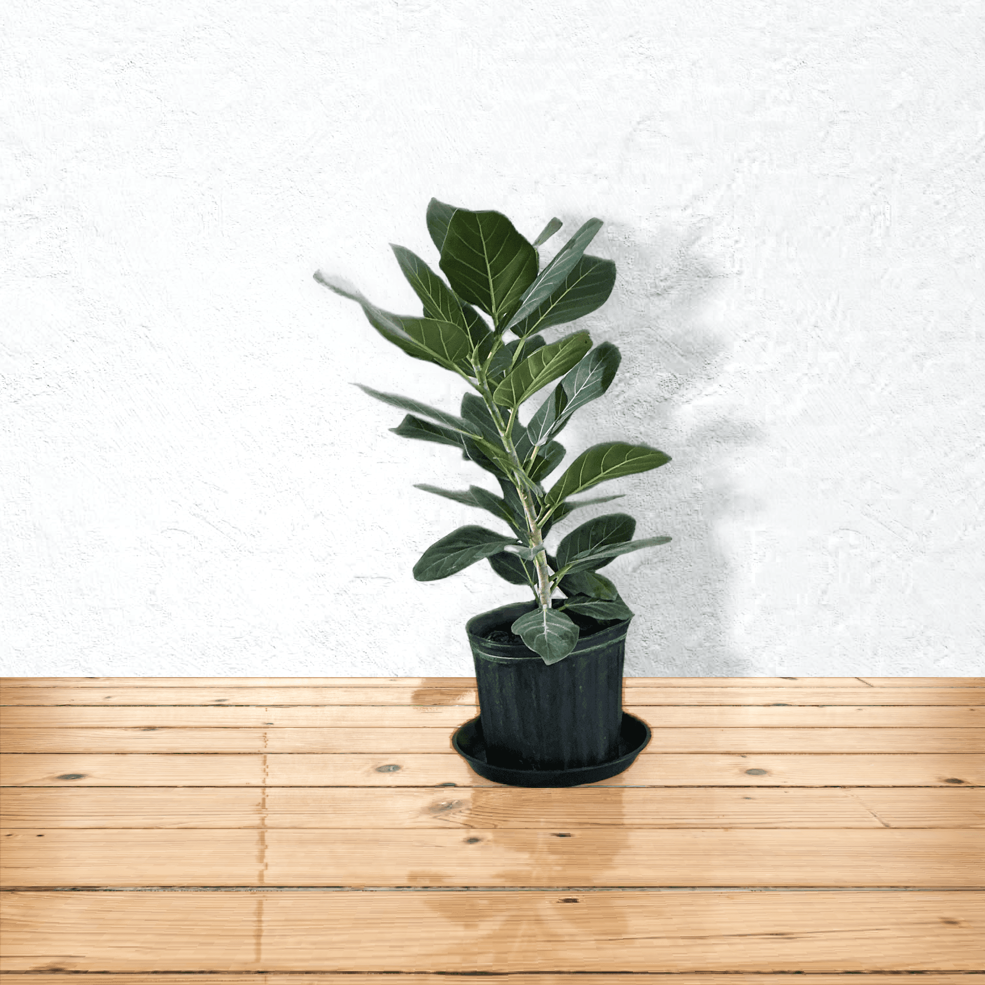 Ficus 10"
