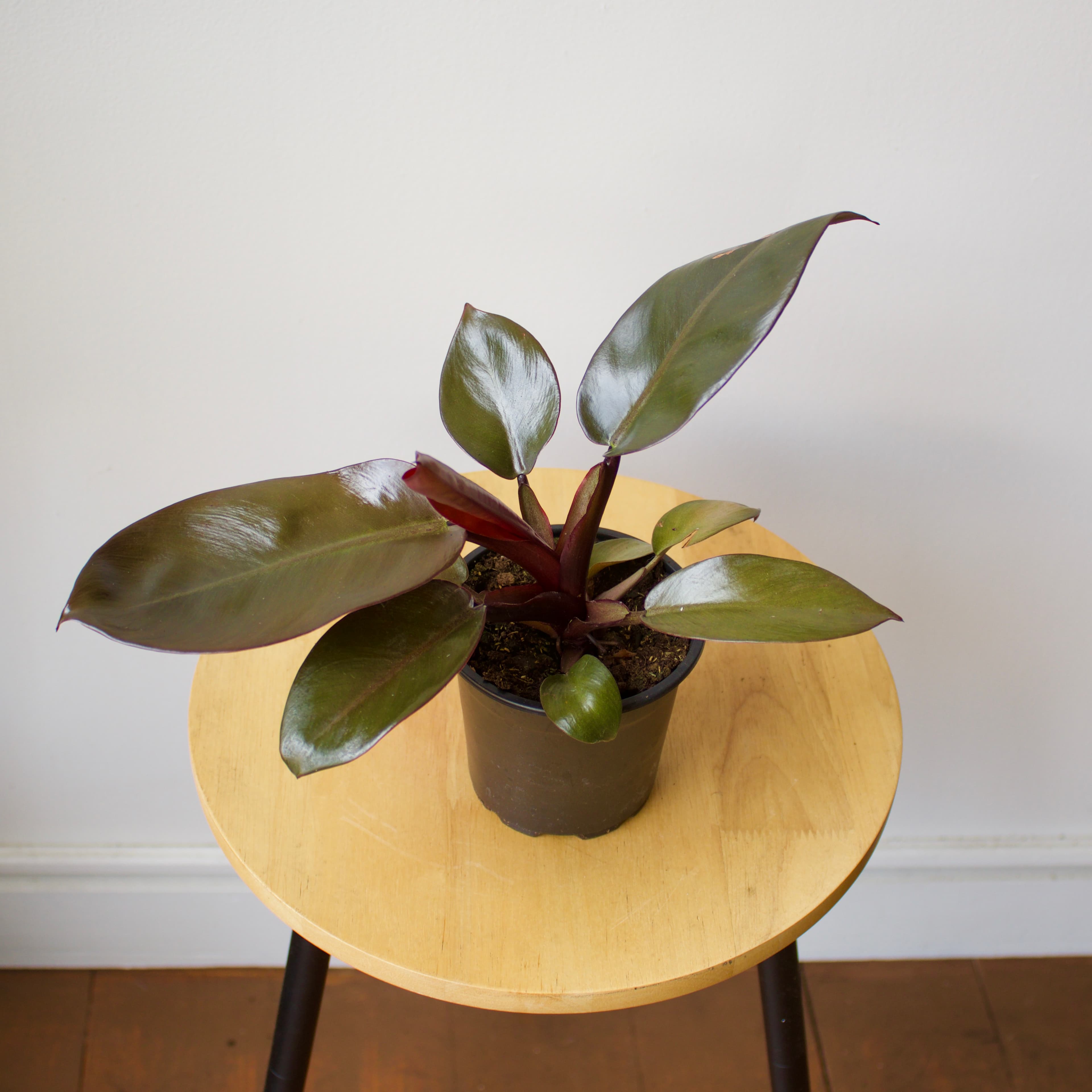 Philodendron 4"