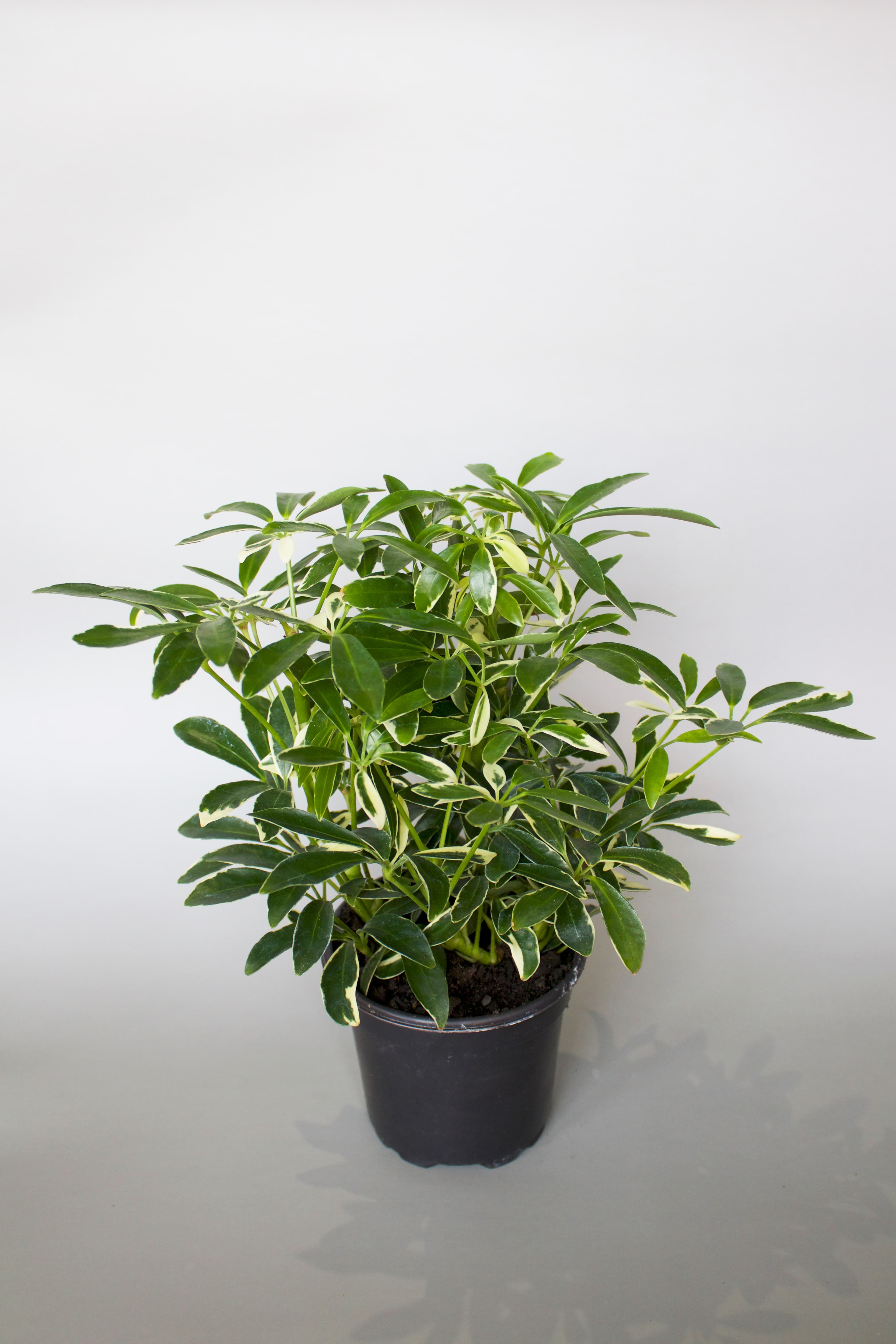 Schefflera 4"