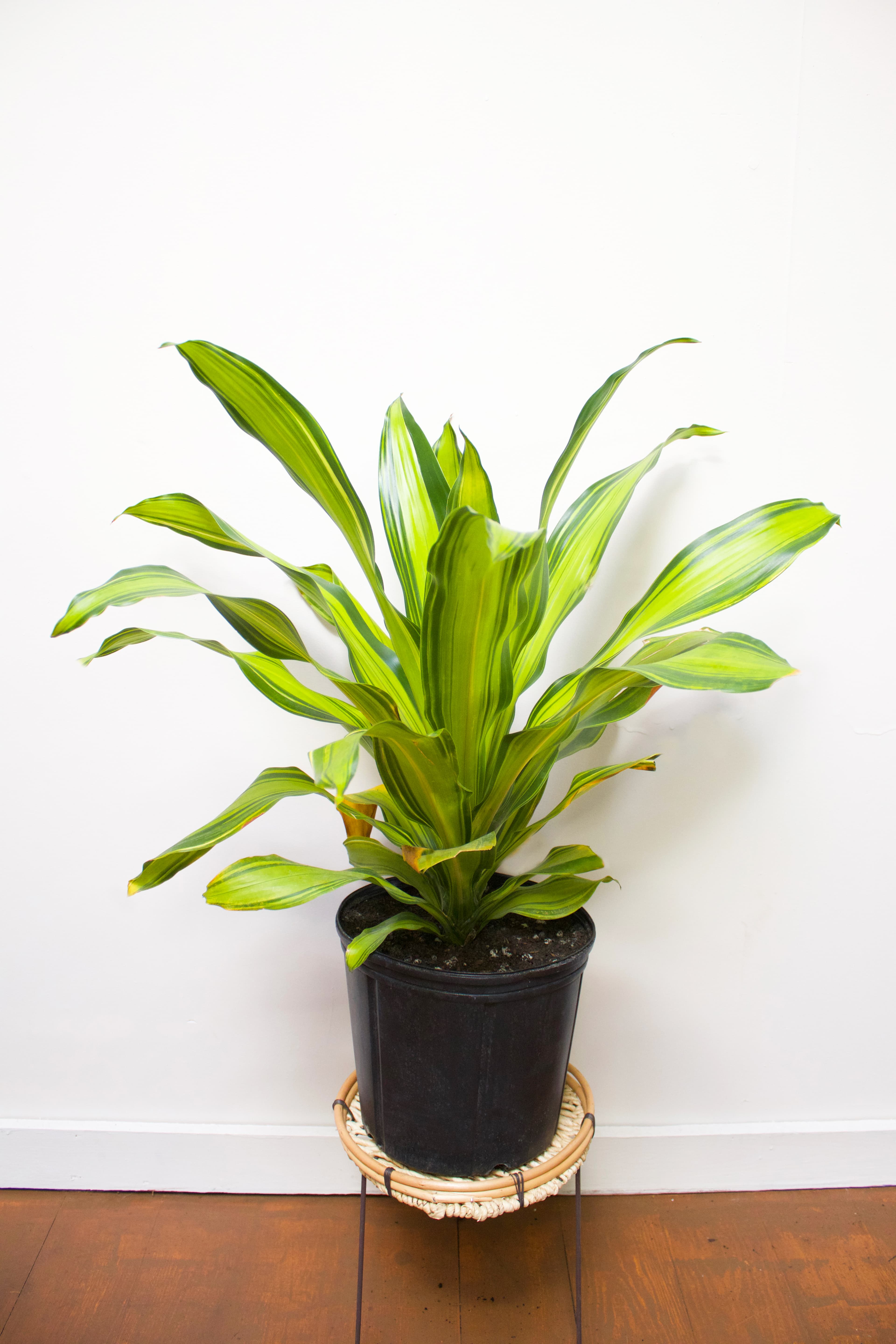 Dracaena 10"