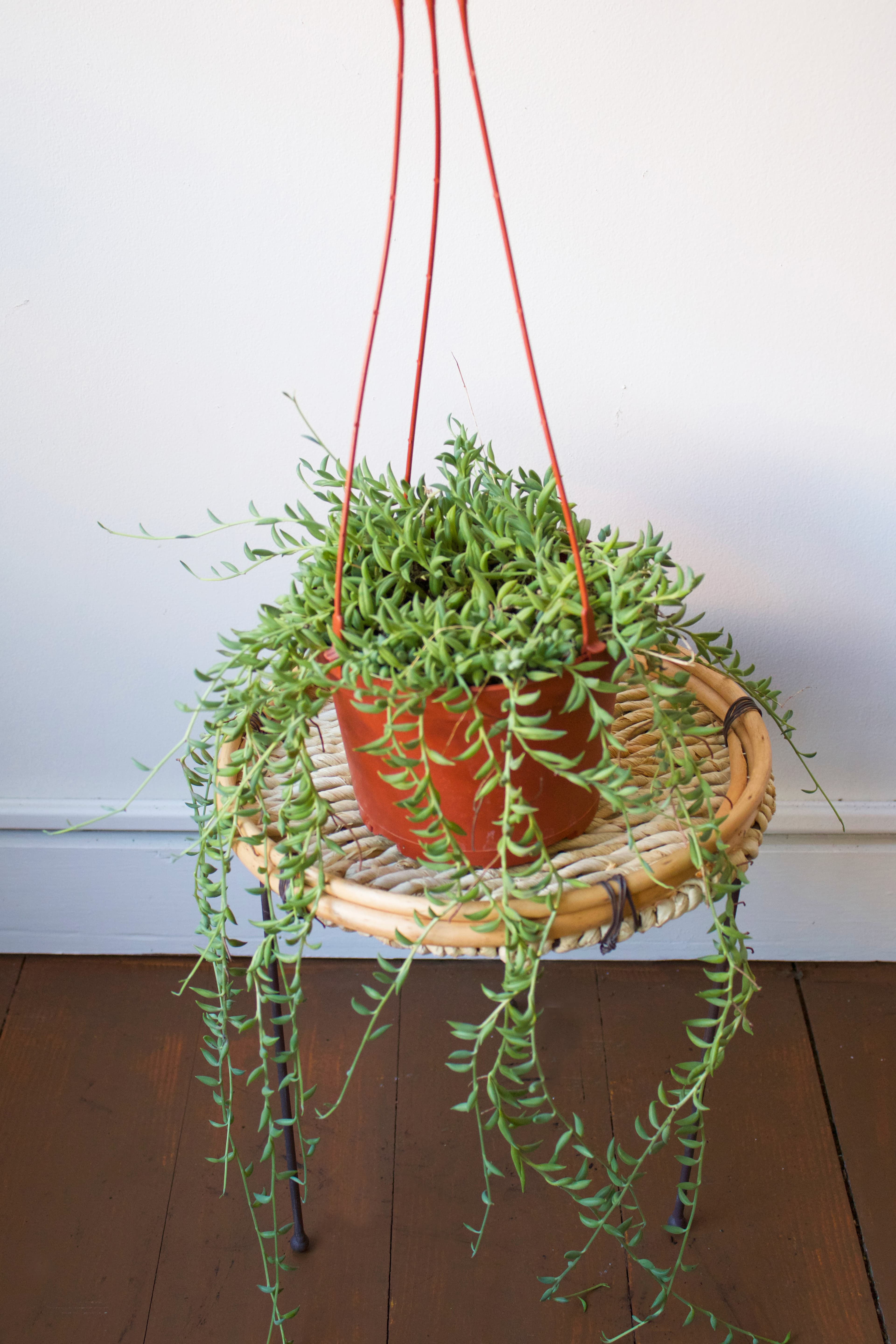 String of Dolphins 6"
