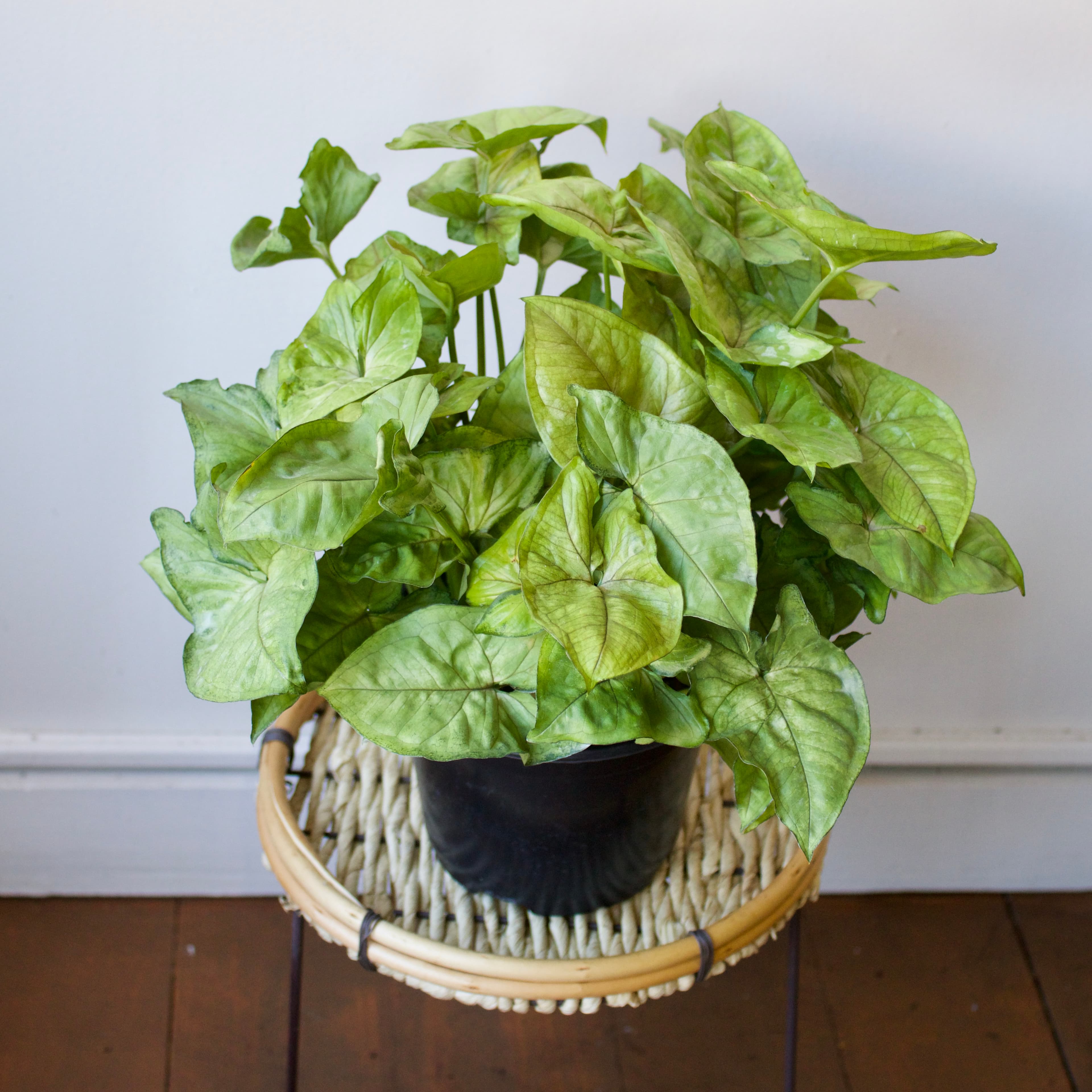 Syngonium 6"