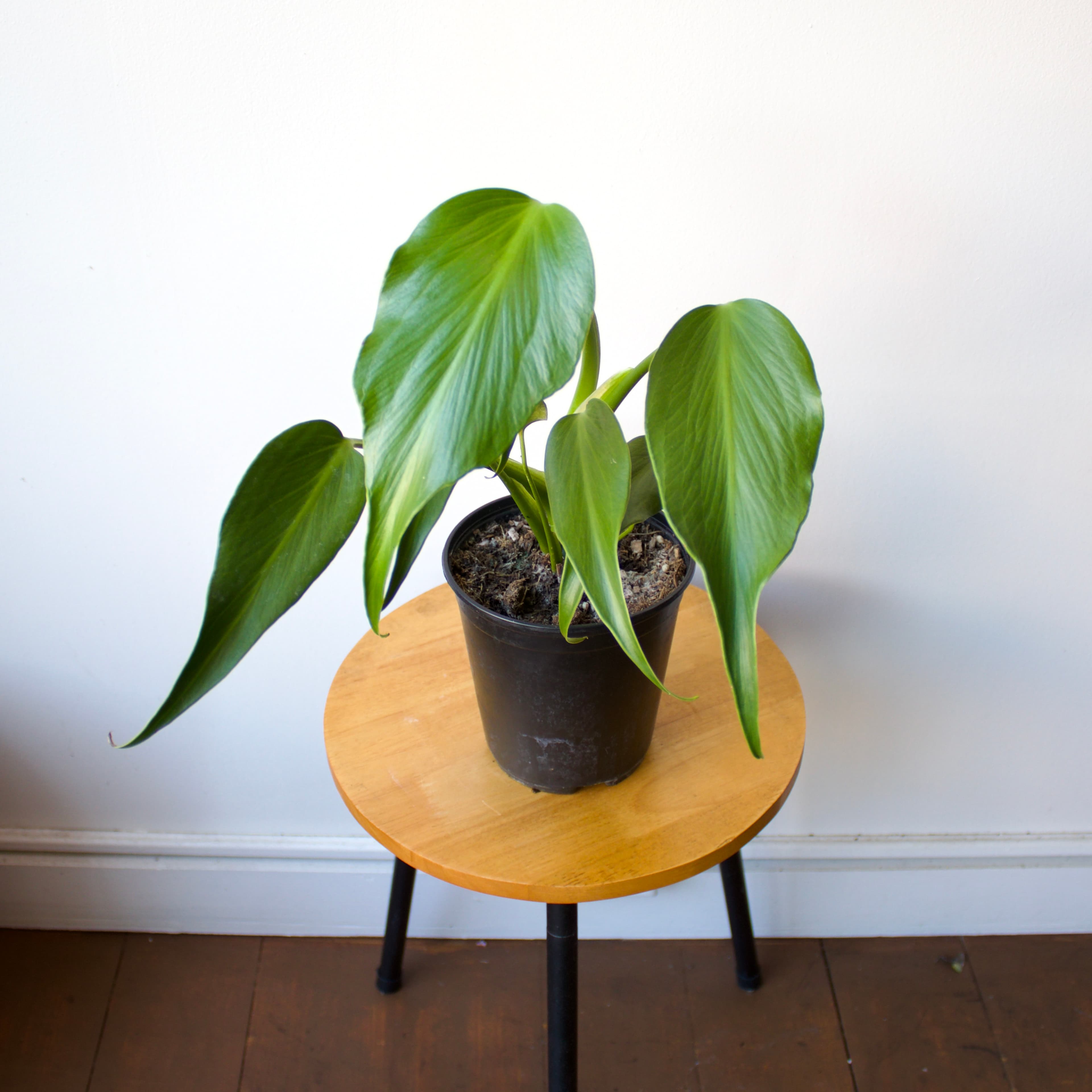 Monstera 6"