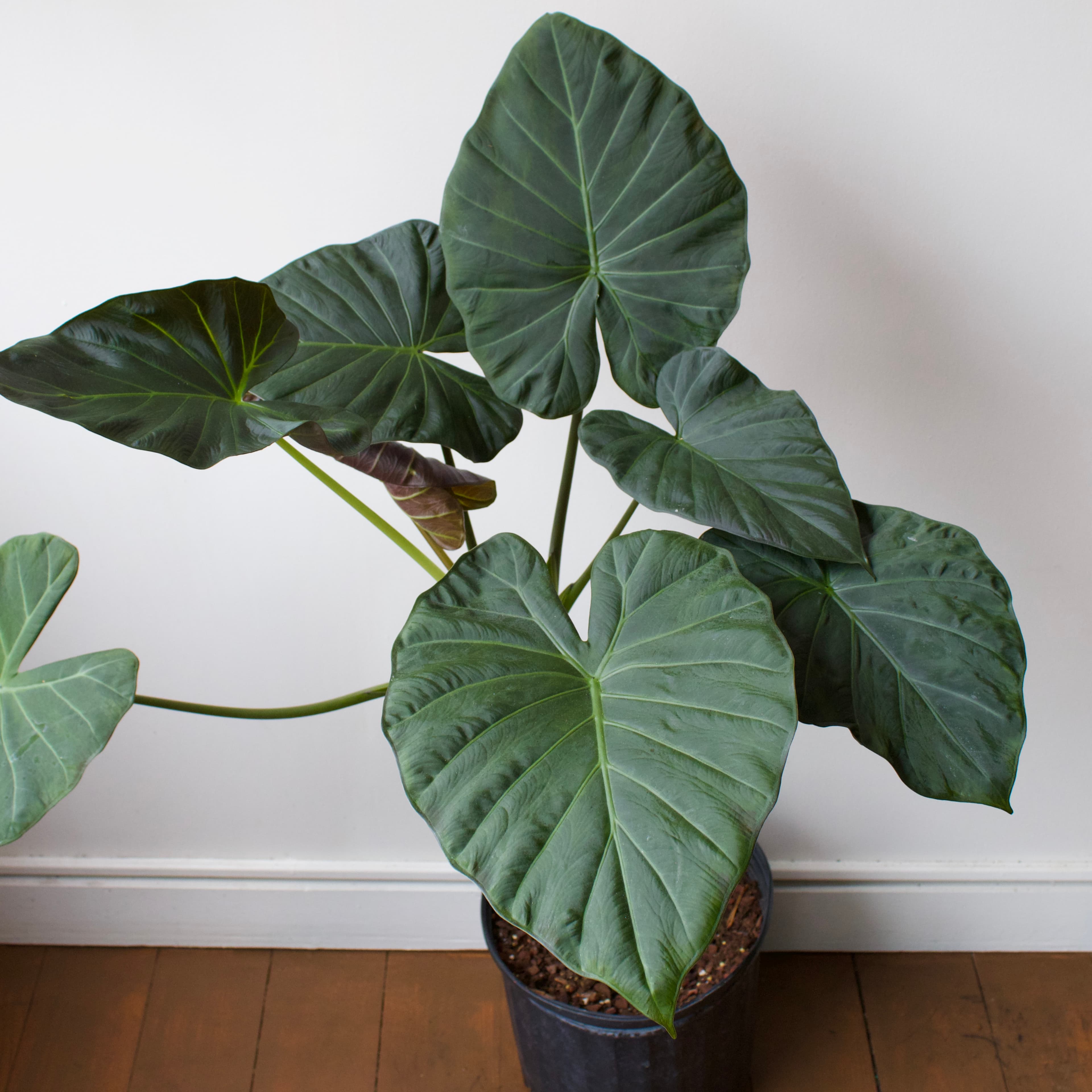 Alocasia 12"