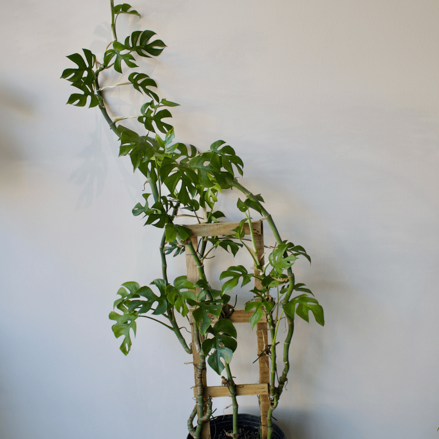 Monstera 10"