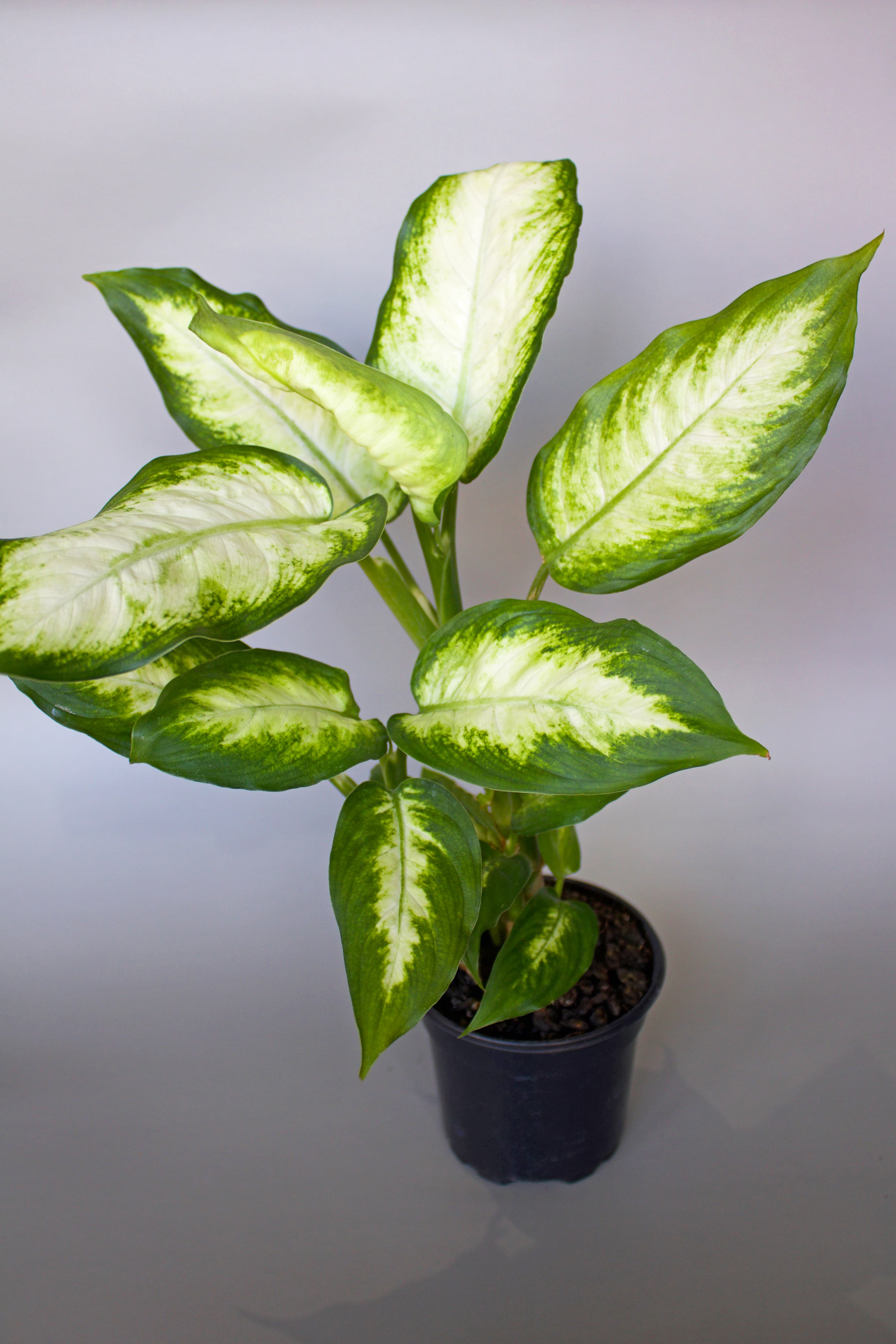 Dieffenbachia 4"