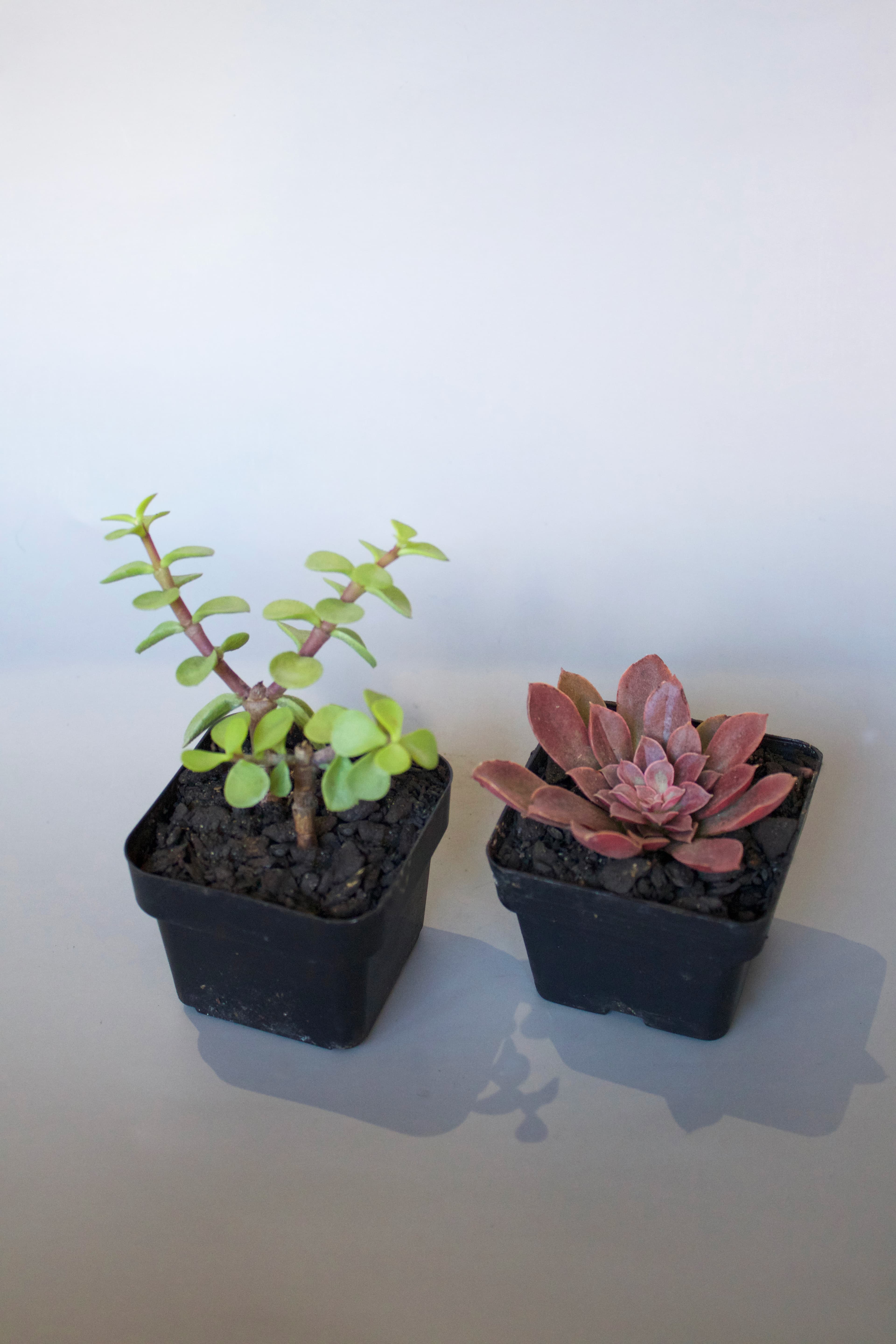 Succulent 4"