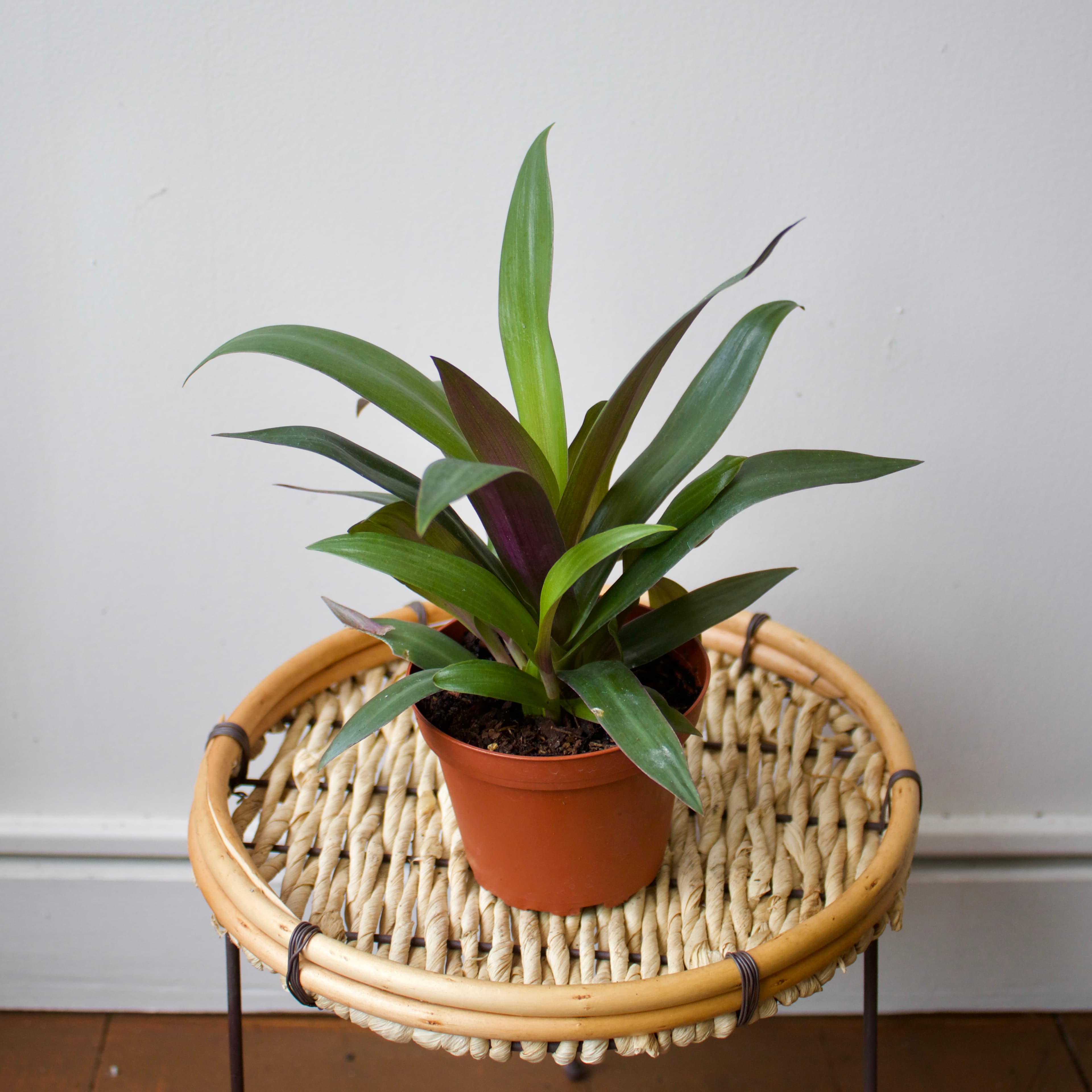 Tradescantia 4"