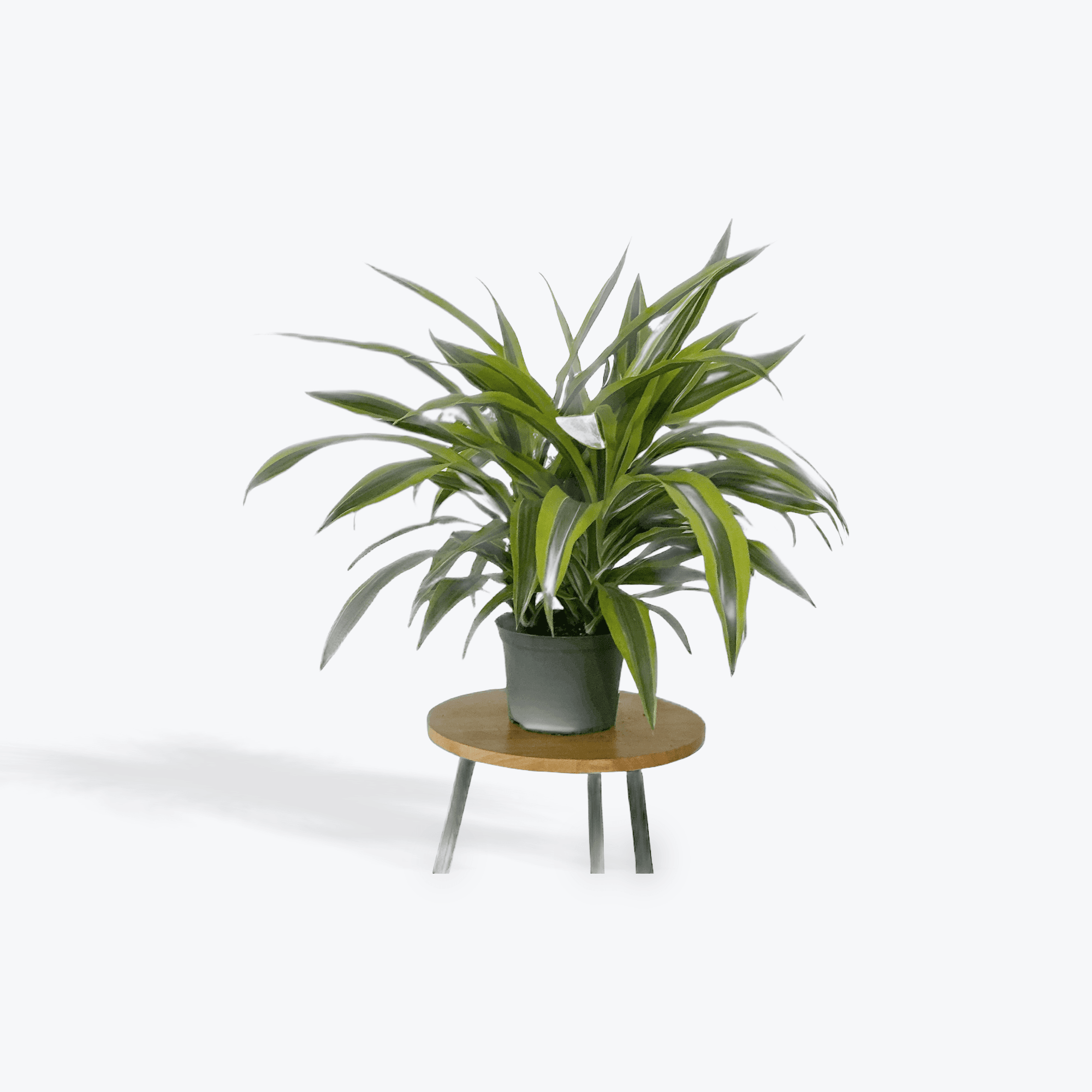 Dracaena 6"