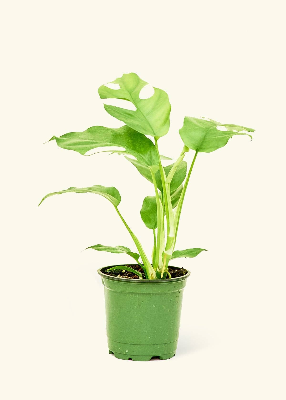 Mini Monstera (4" or 6" Pot)