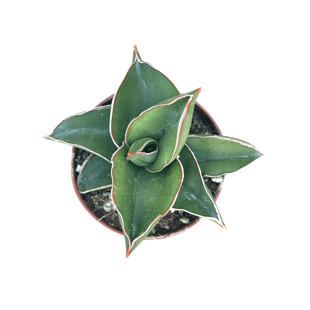 2.5" Sansevieria Samurai