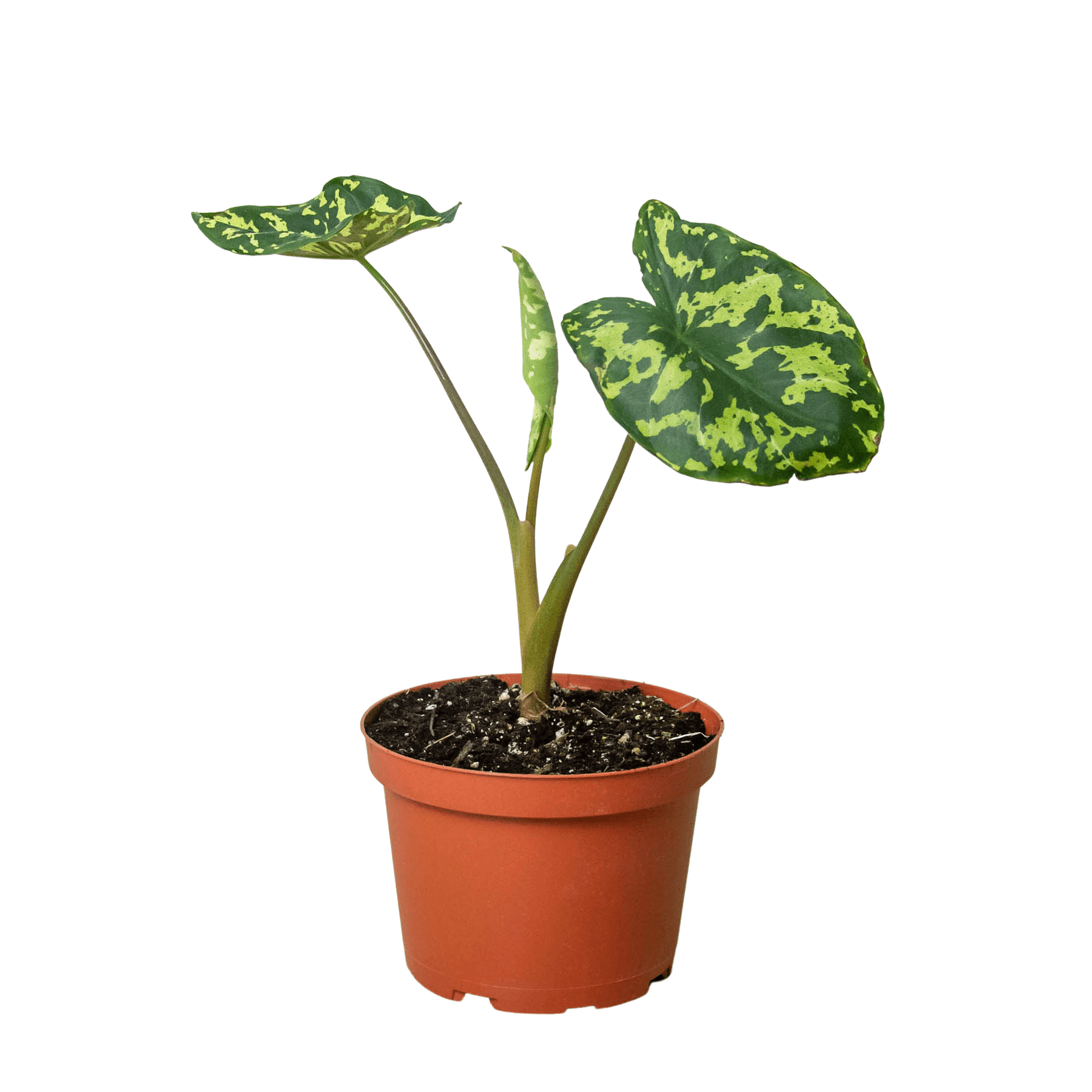 Alocasia 6"