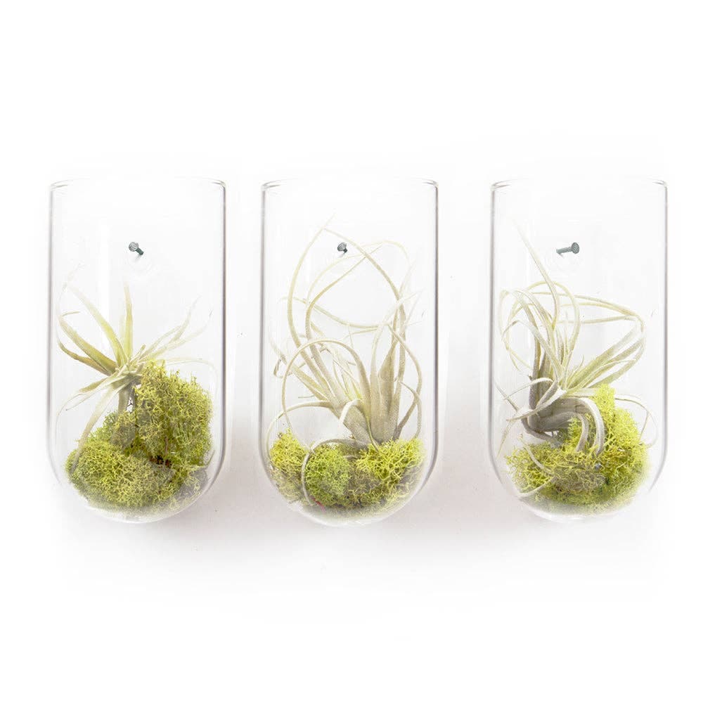 Hudson 2 Wall Cup, Hanging Glass Planter / Vase