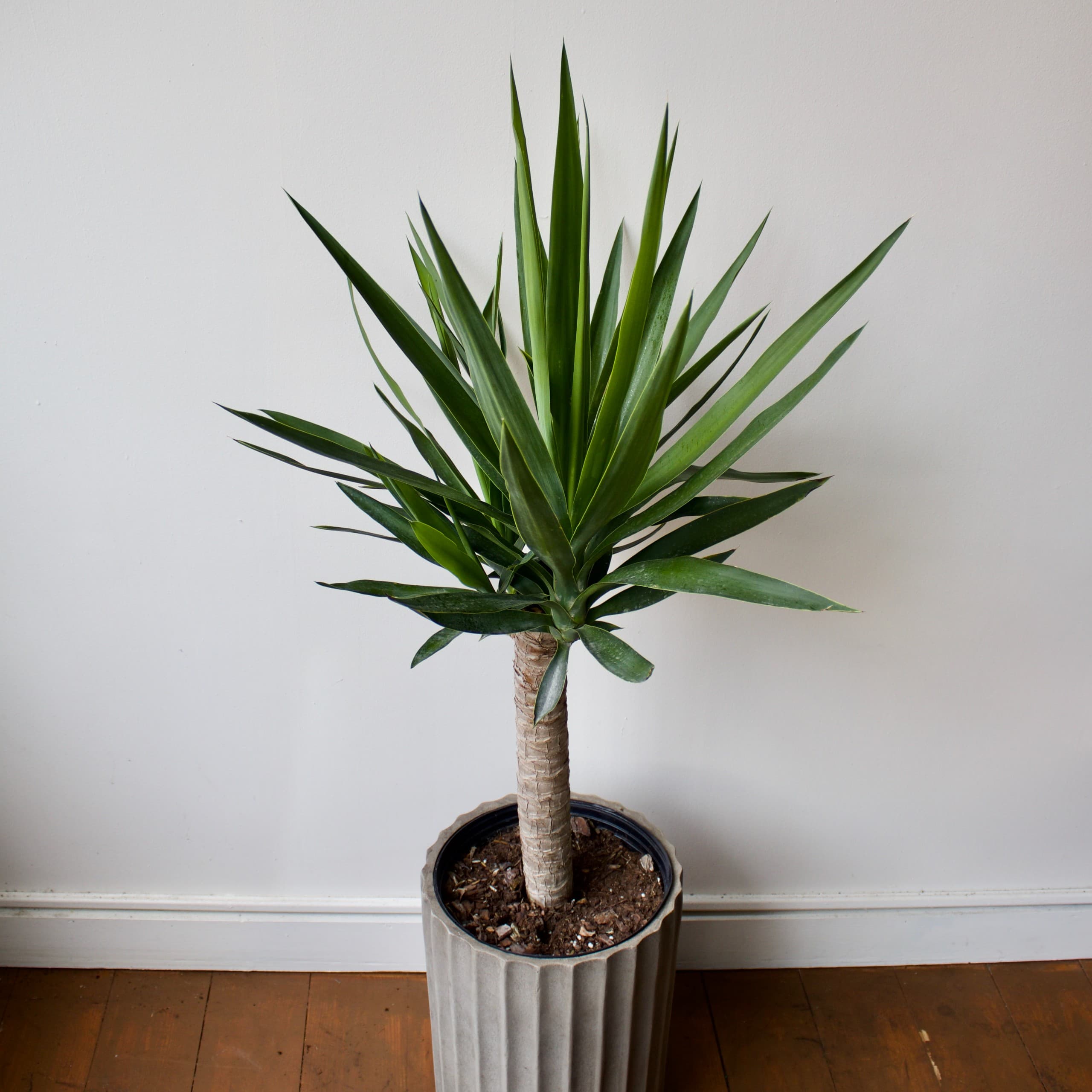 Yucca 10"