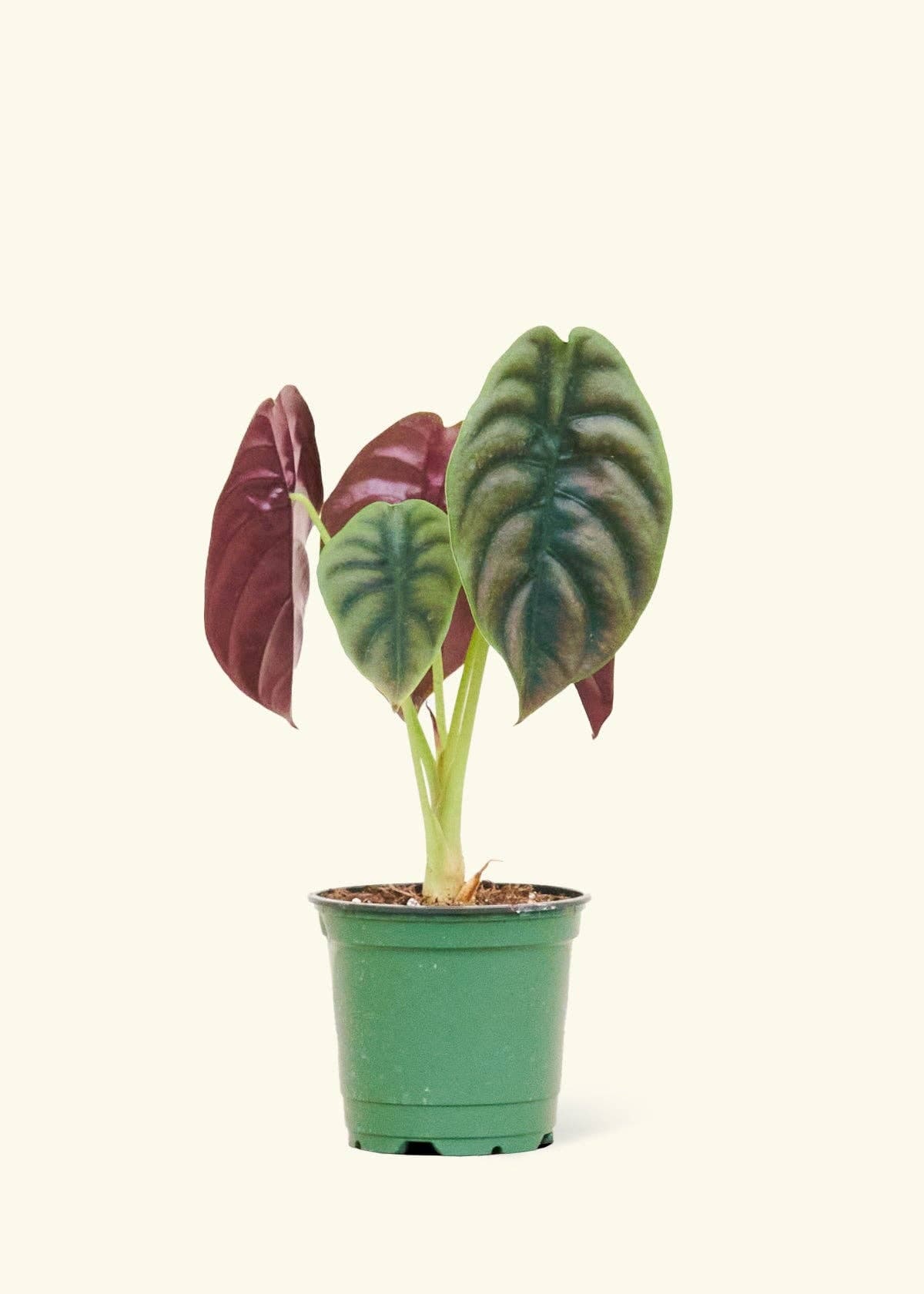 Alocasia 'Red Secret' Live Plant in 4" Pot