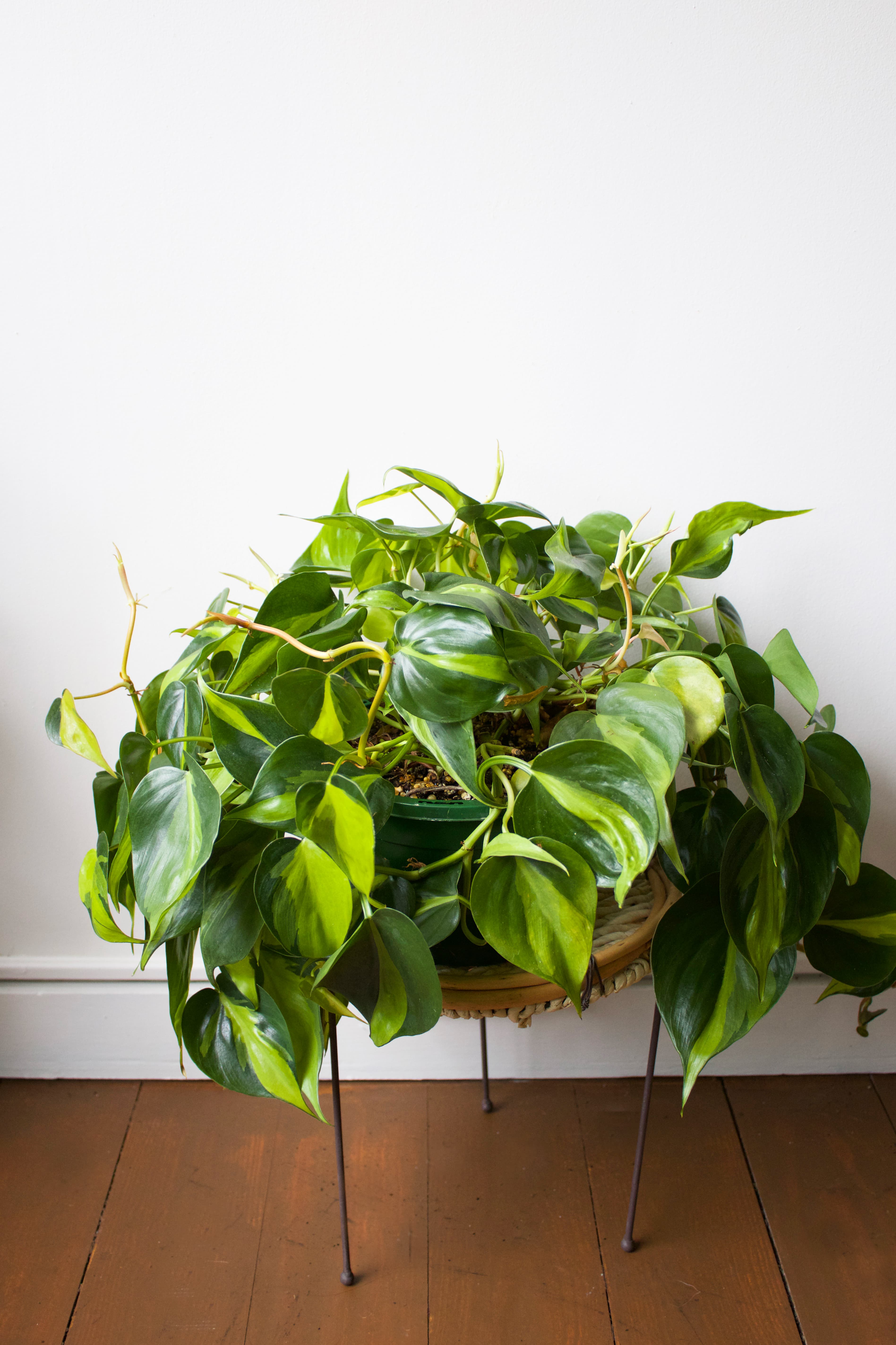 Philodendron 8"