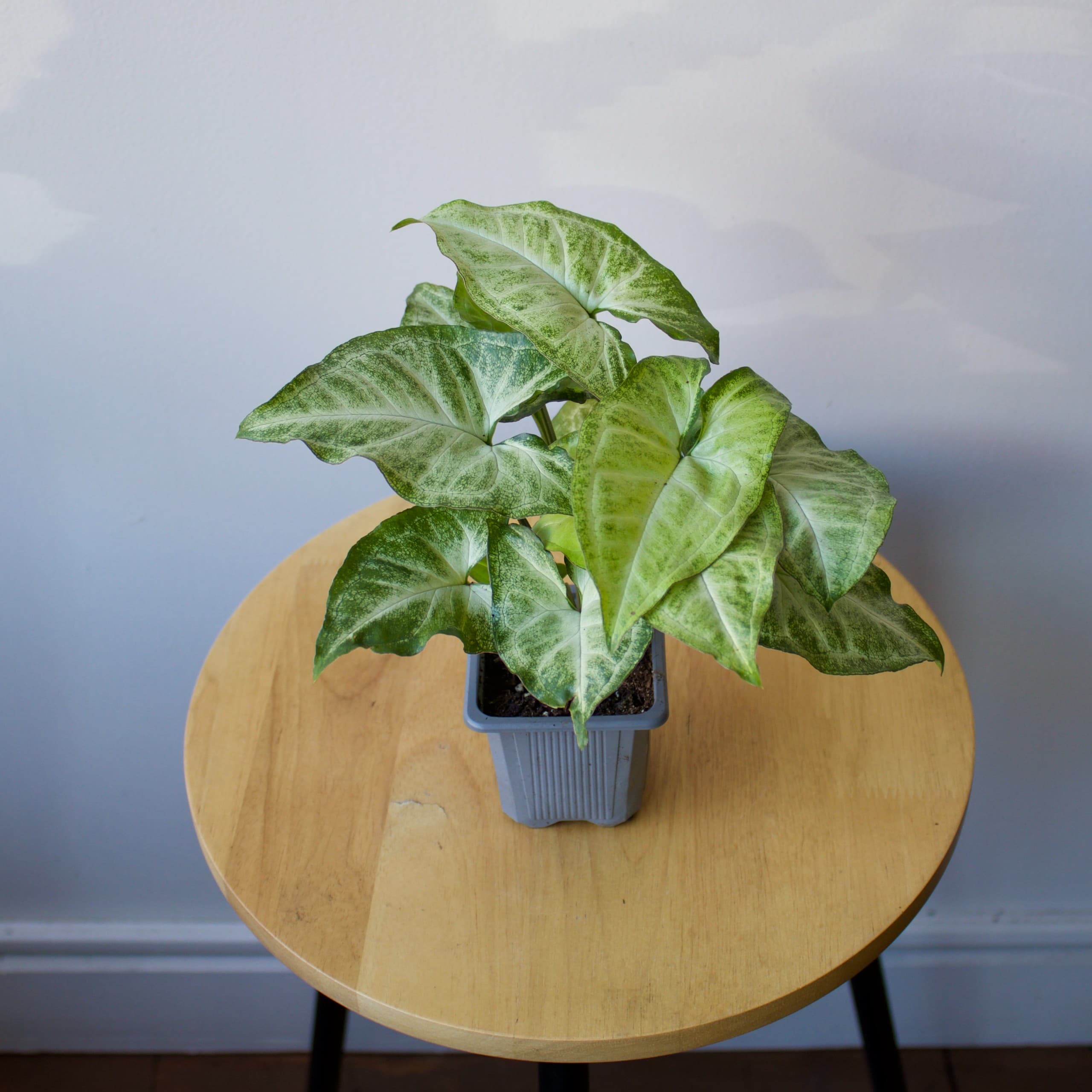 Syngonium 3"