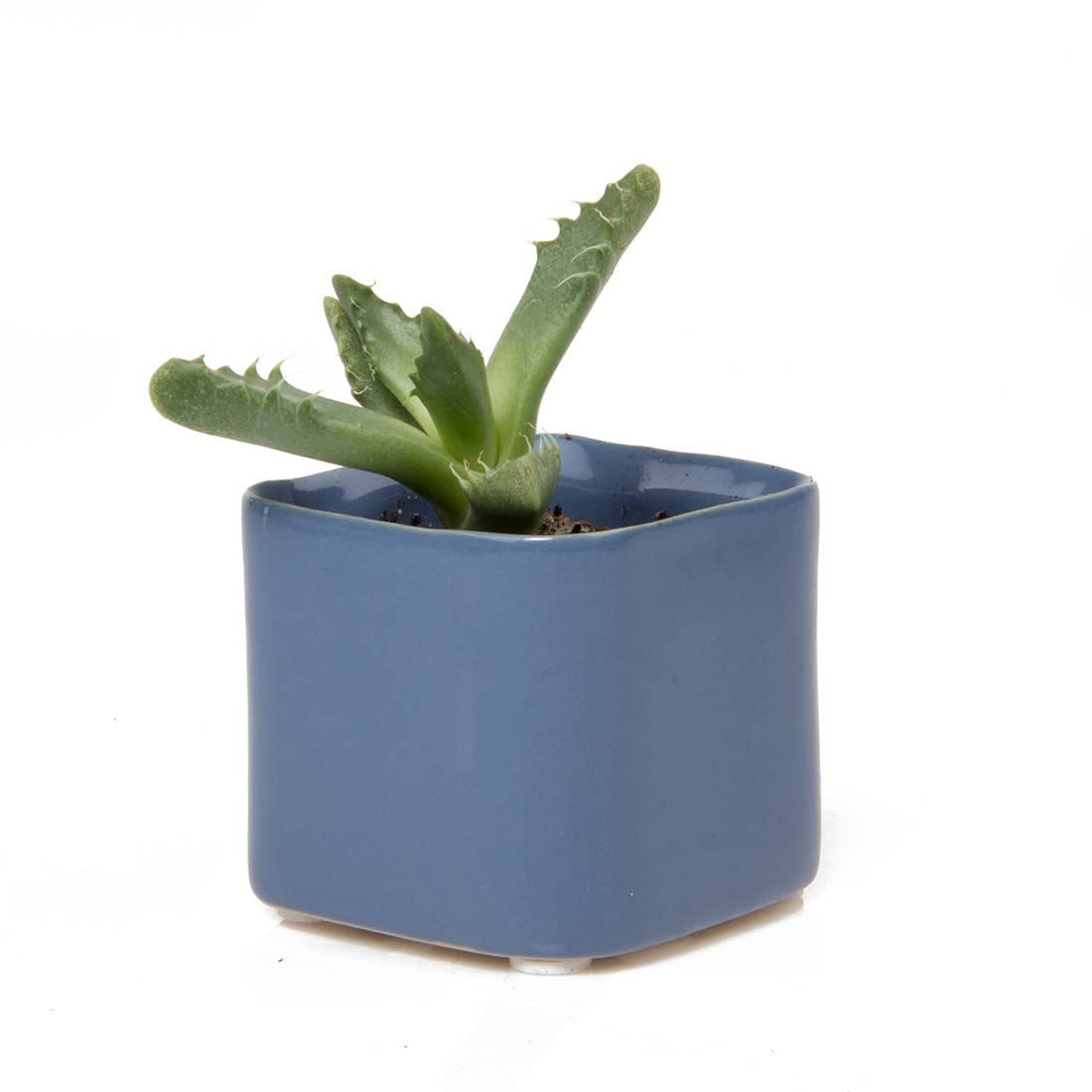 Svek Succulent Pot