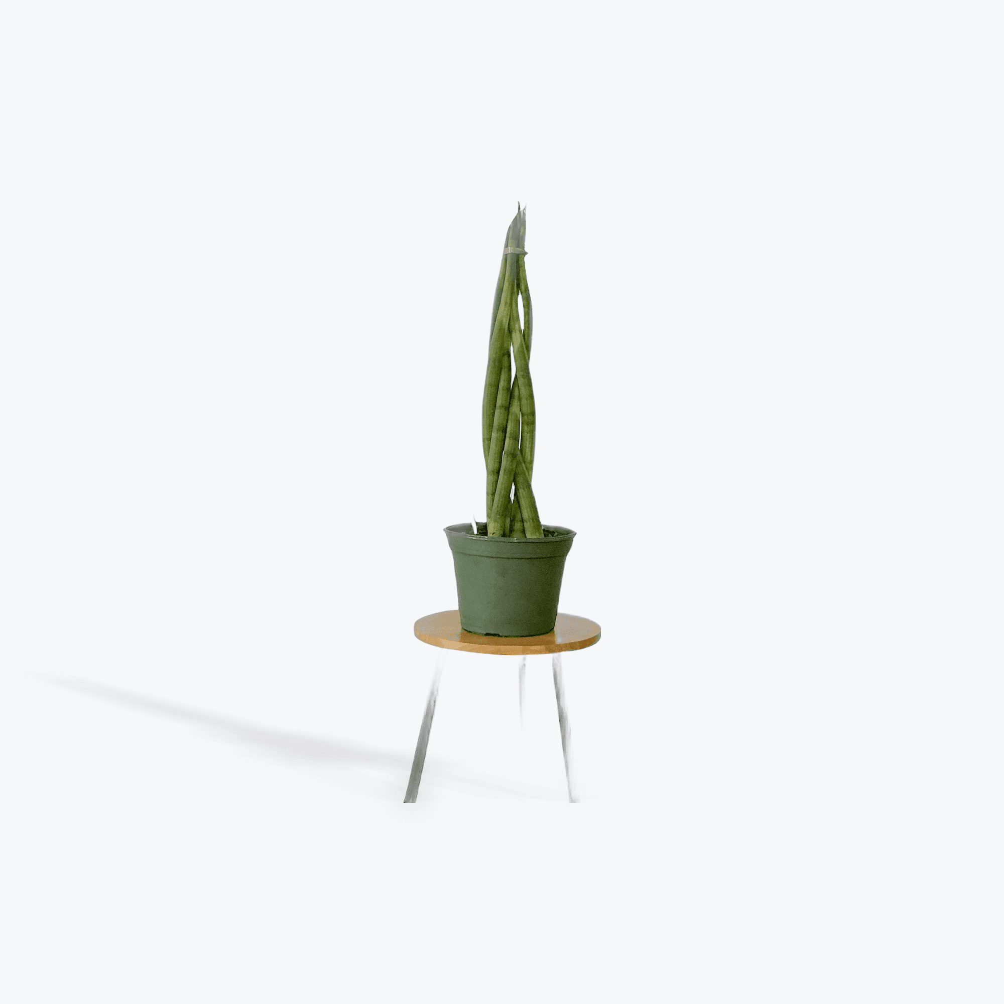 Sansevieria Snake Plant 8"