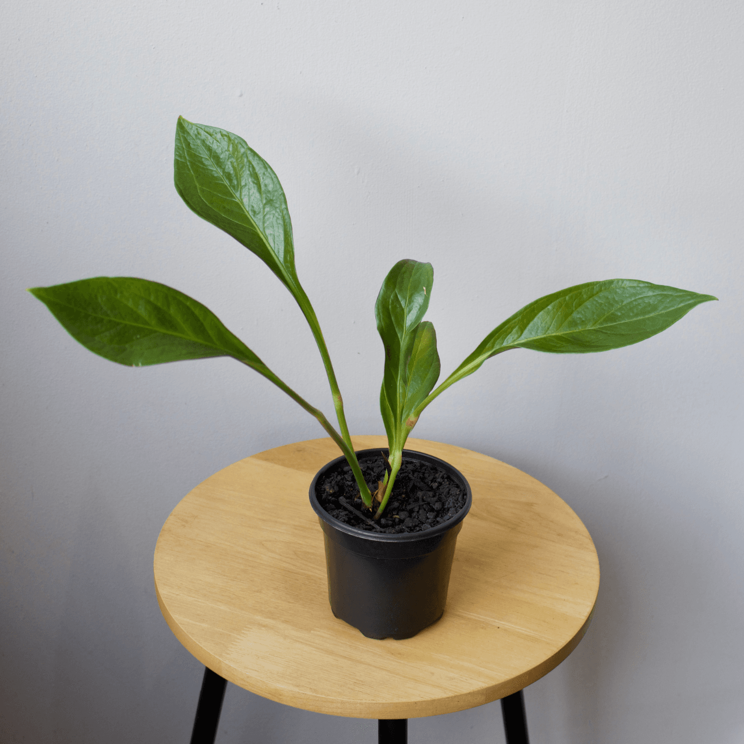 Anthurium 4"