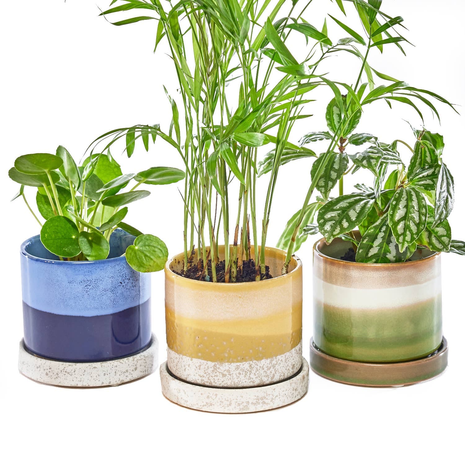 Medium Minute Succulent Pots