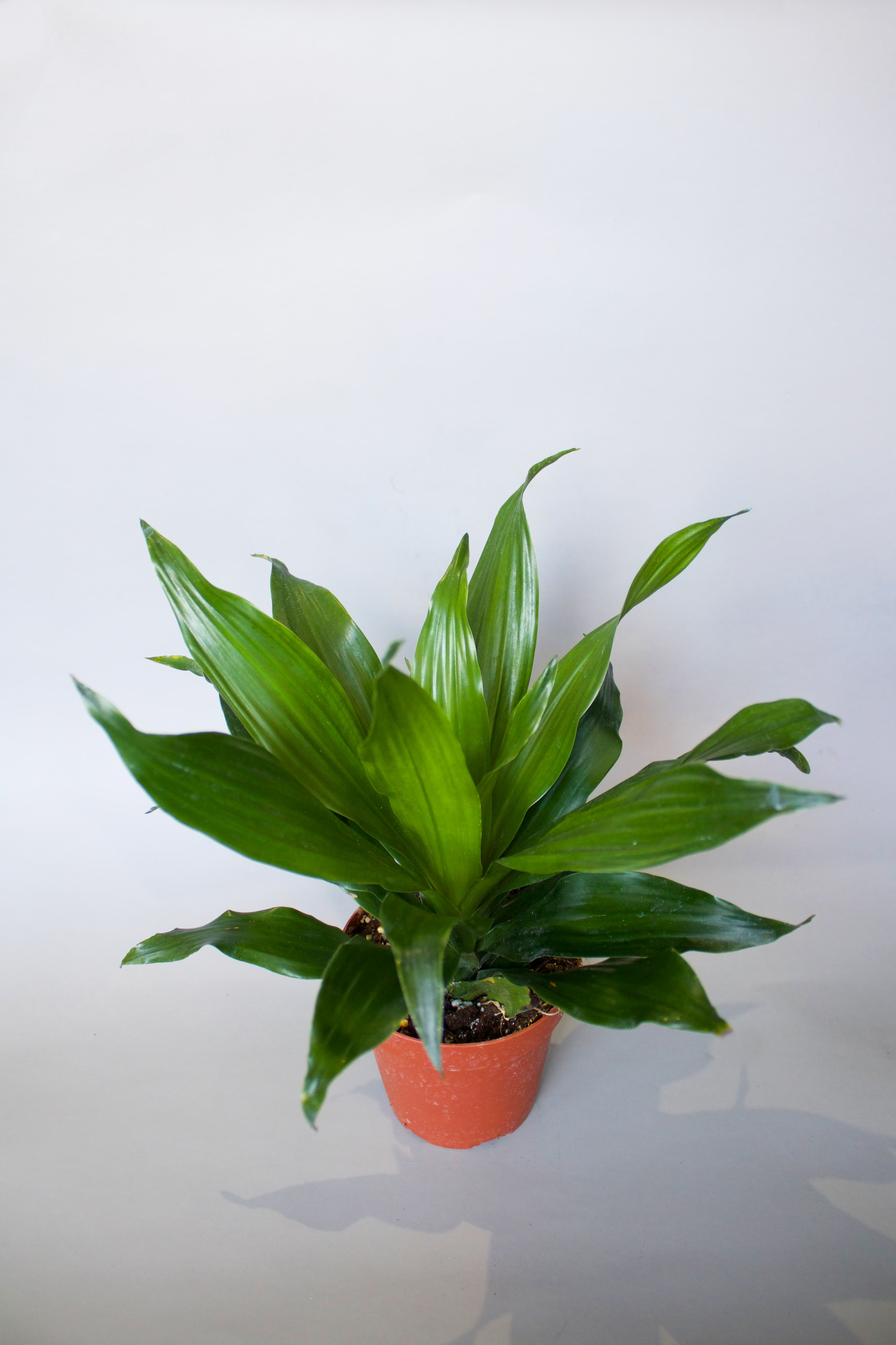 Dracaena 4"