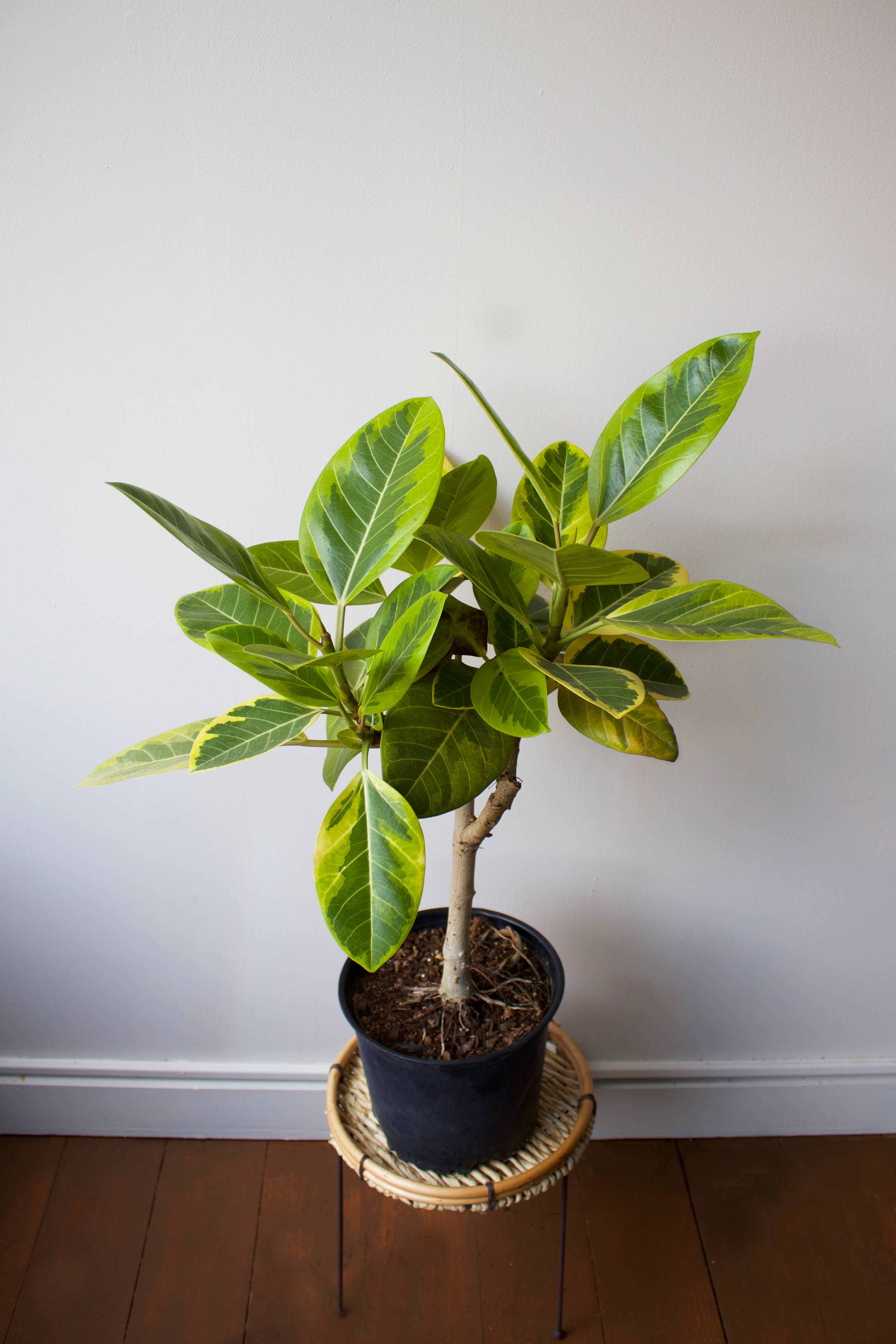Ficus 8"