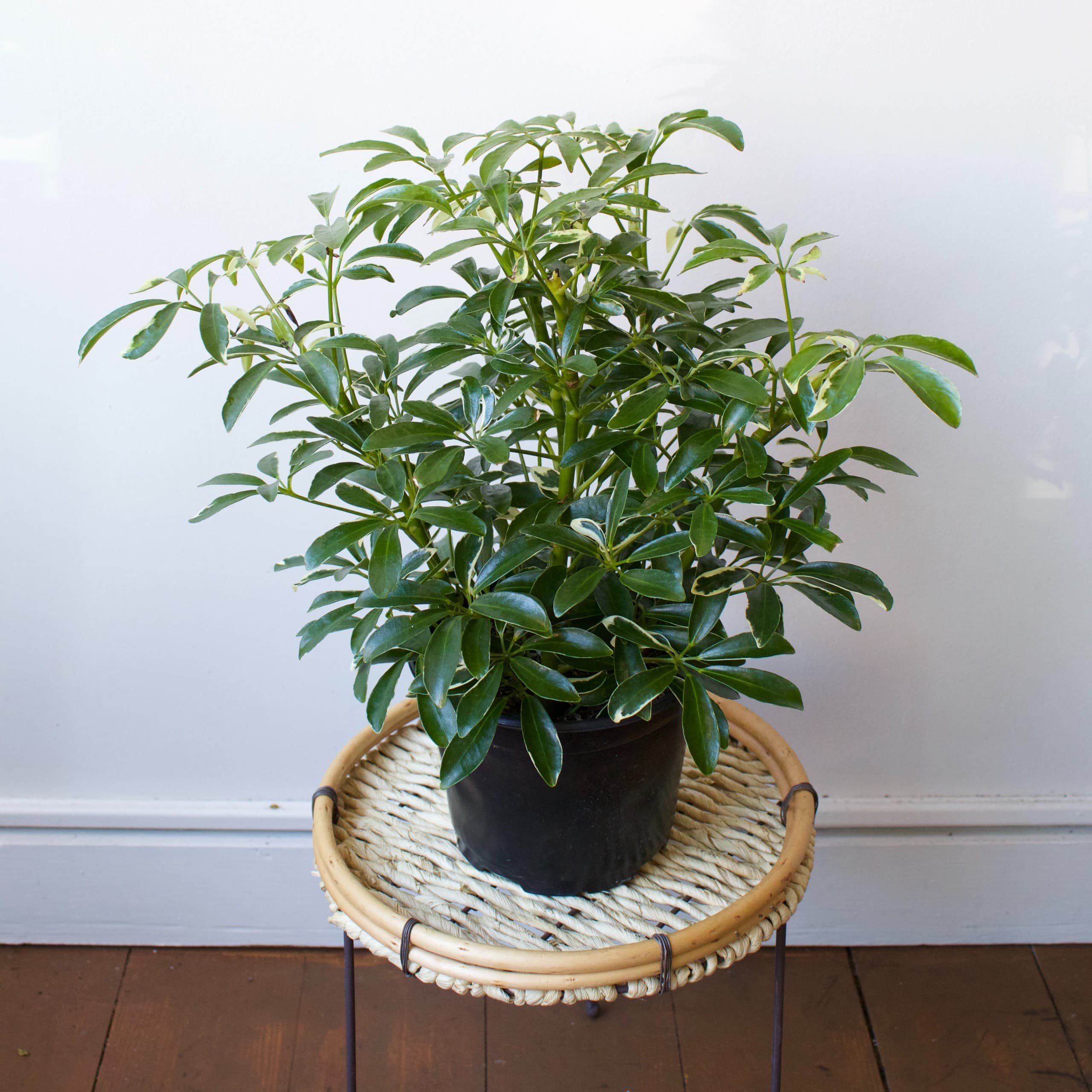 Schefflera 6"