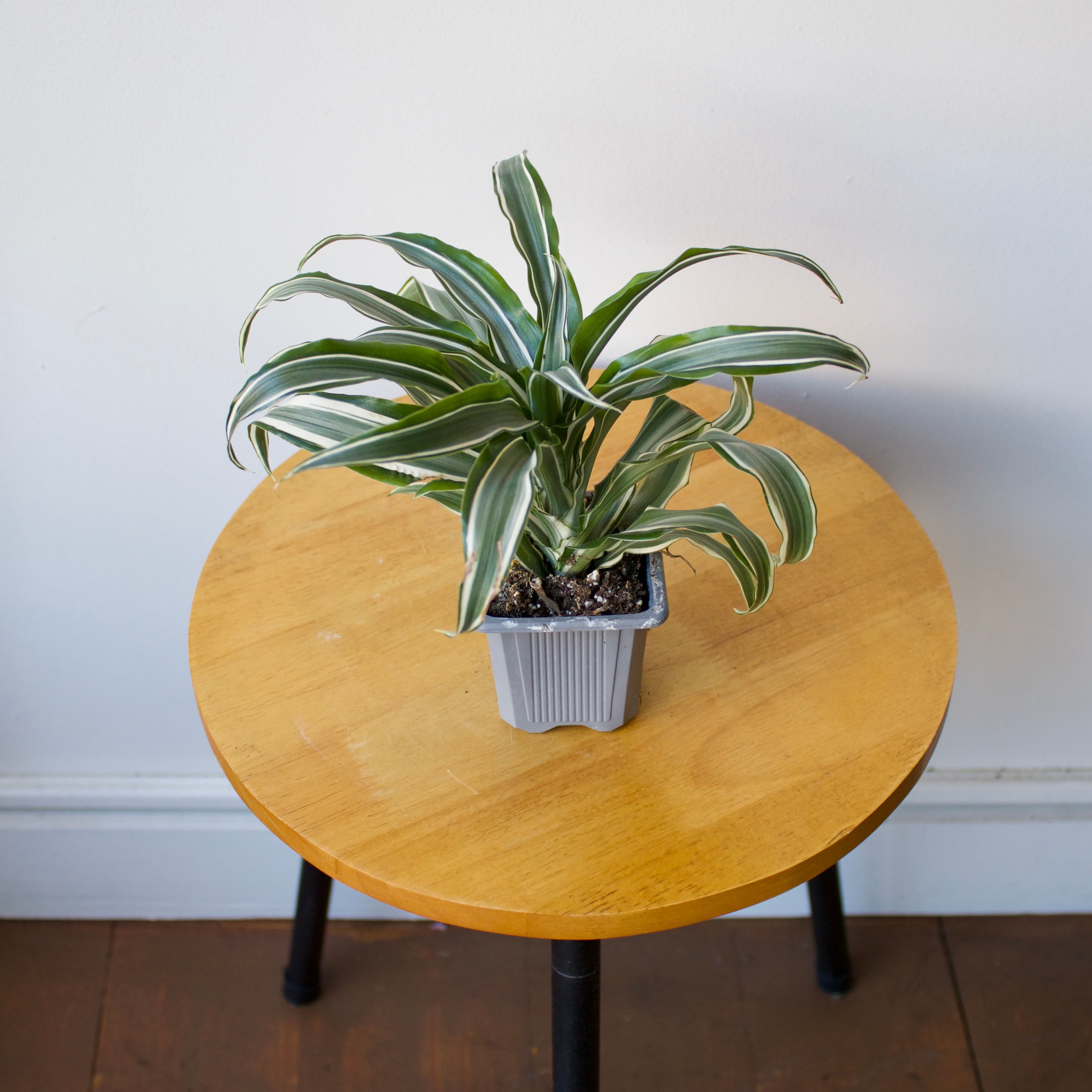 Dracaena 3”
