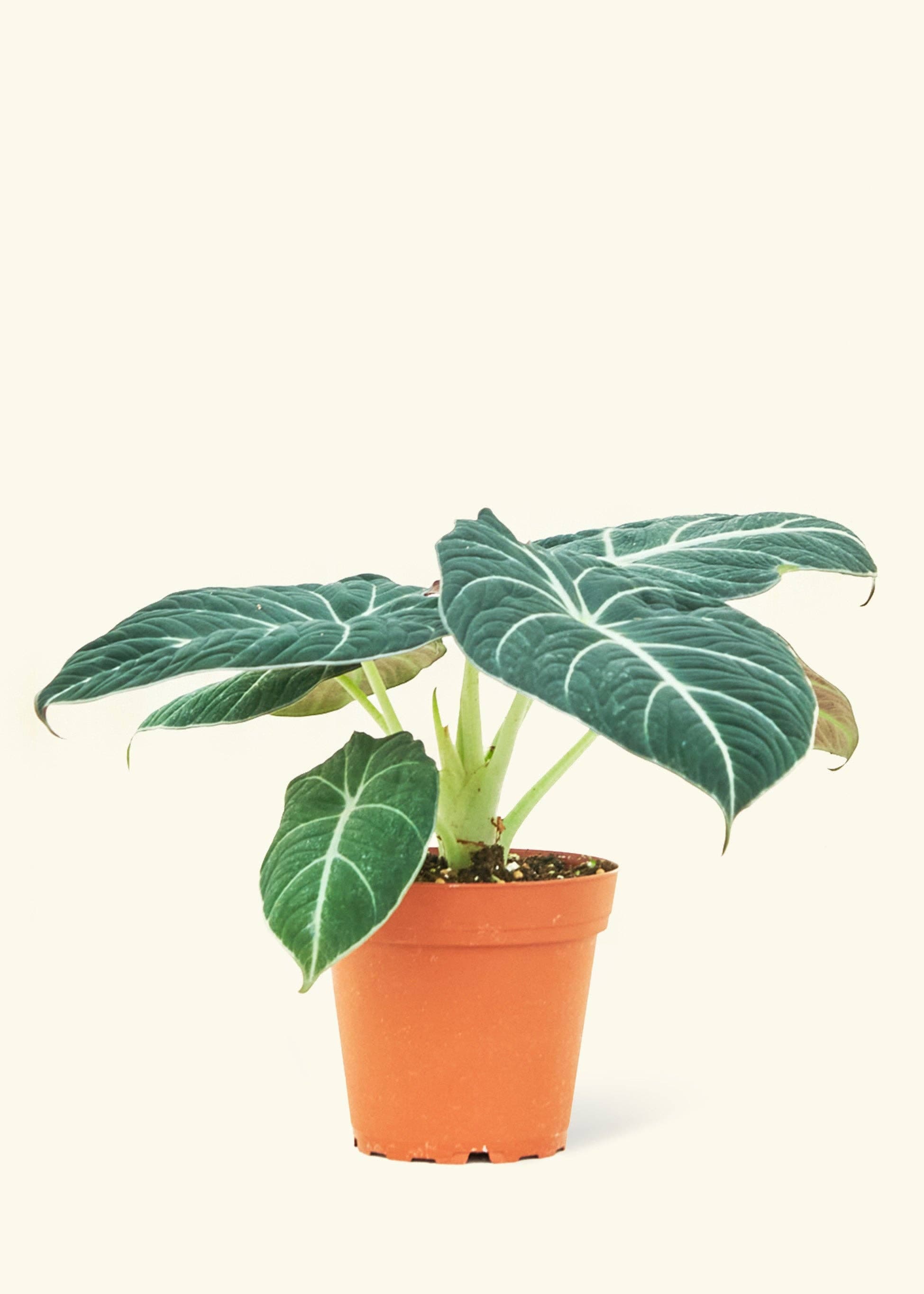 Alocasia 'Black Velvet' (4" Pot)