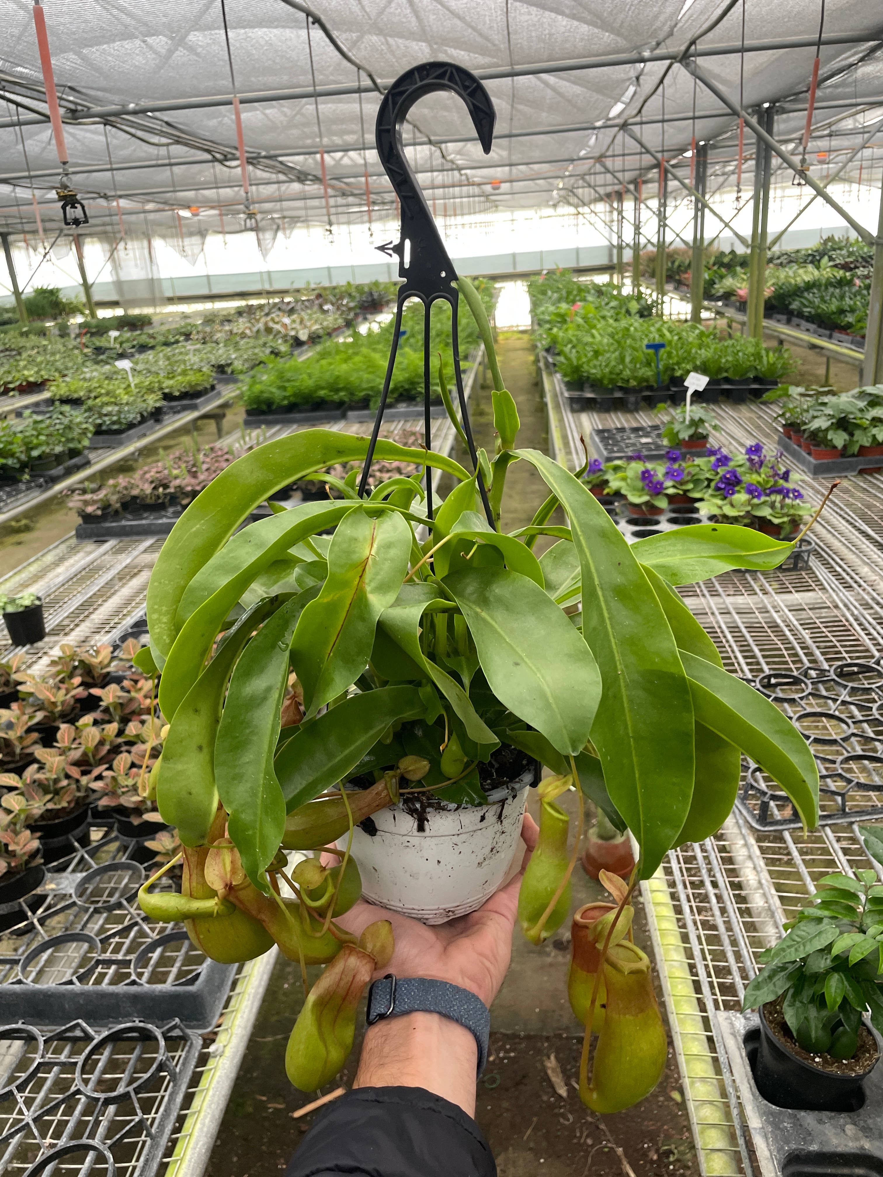 Carnivorous 'Monkey Cup' Plant - 6"