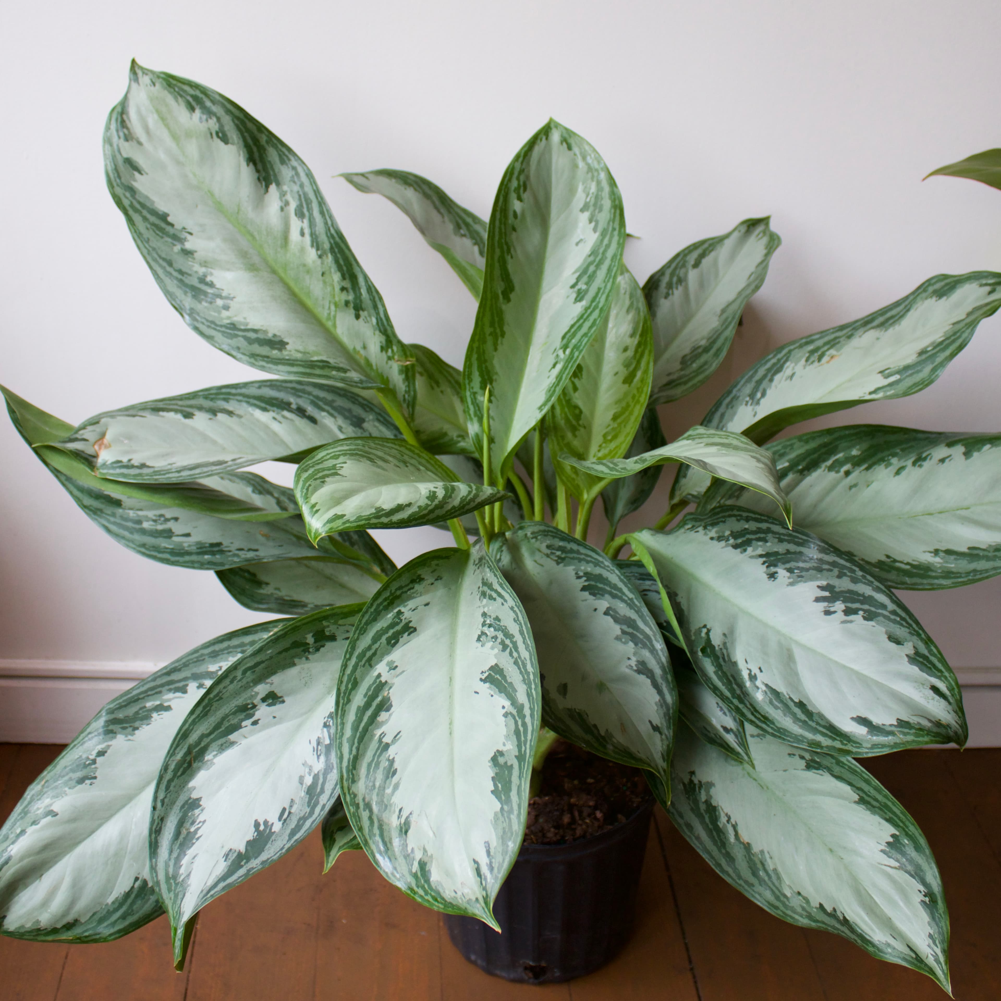 Aglaonema 10”