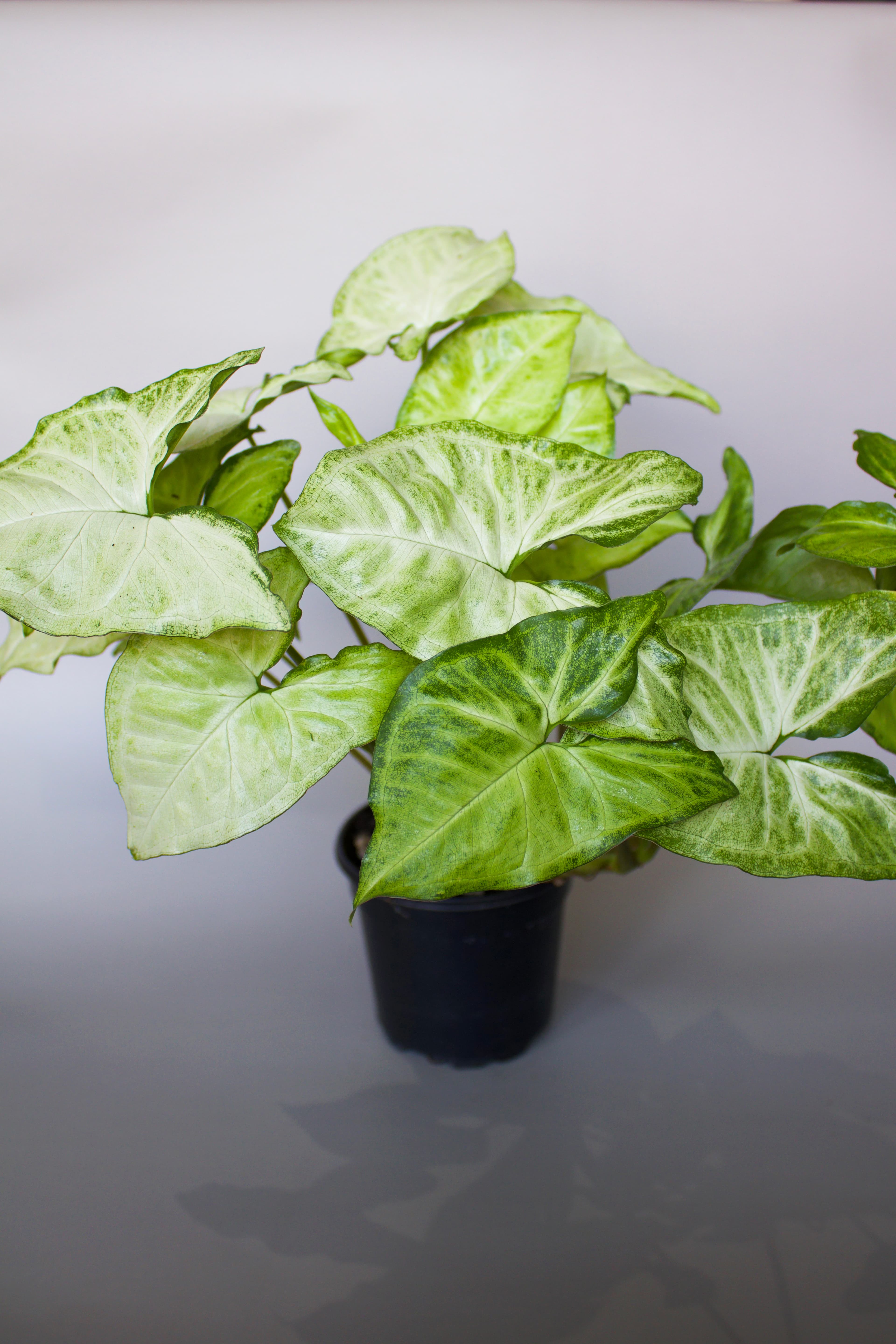 Syngonium 4"