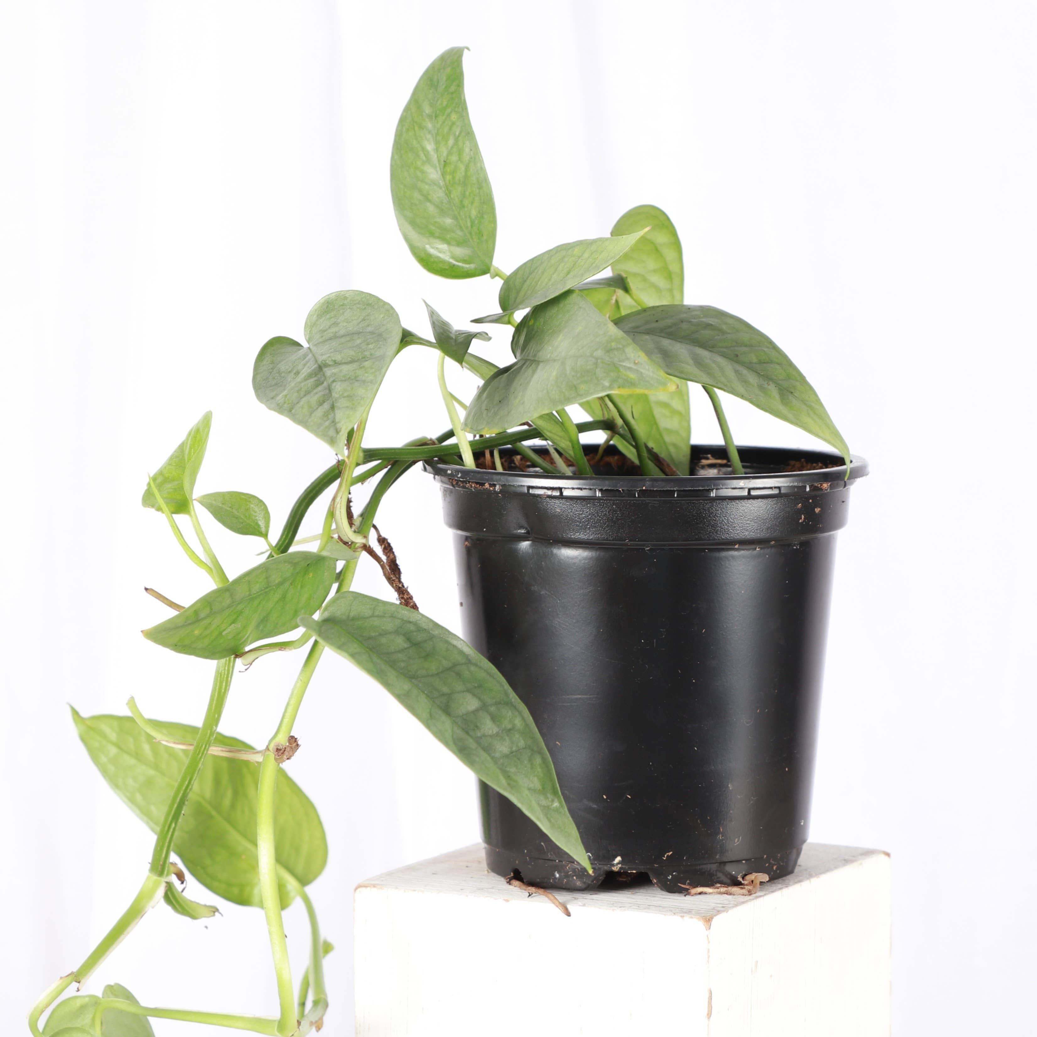 Pothos 4"