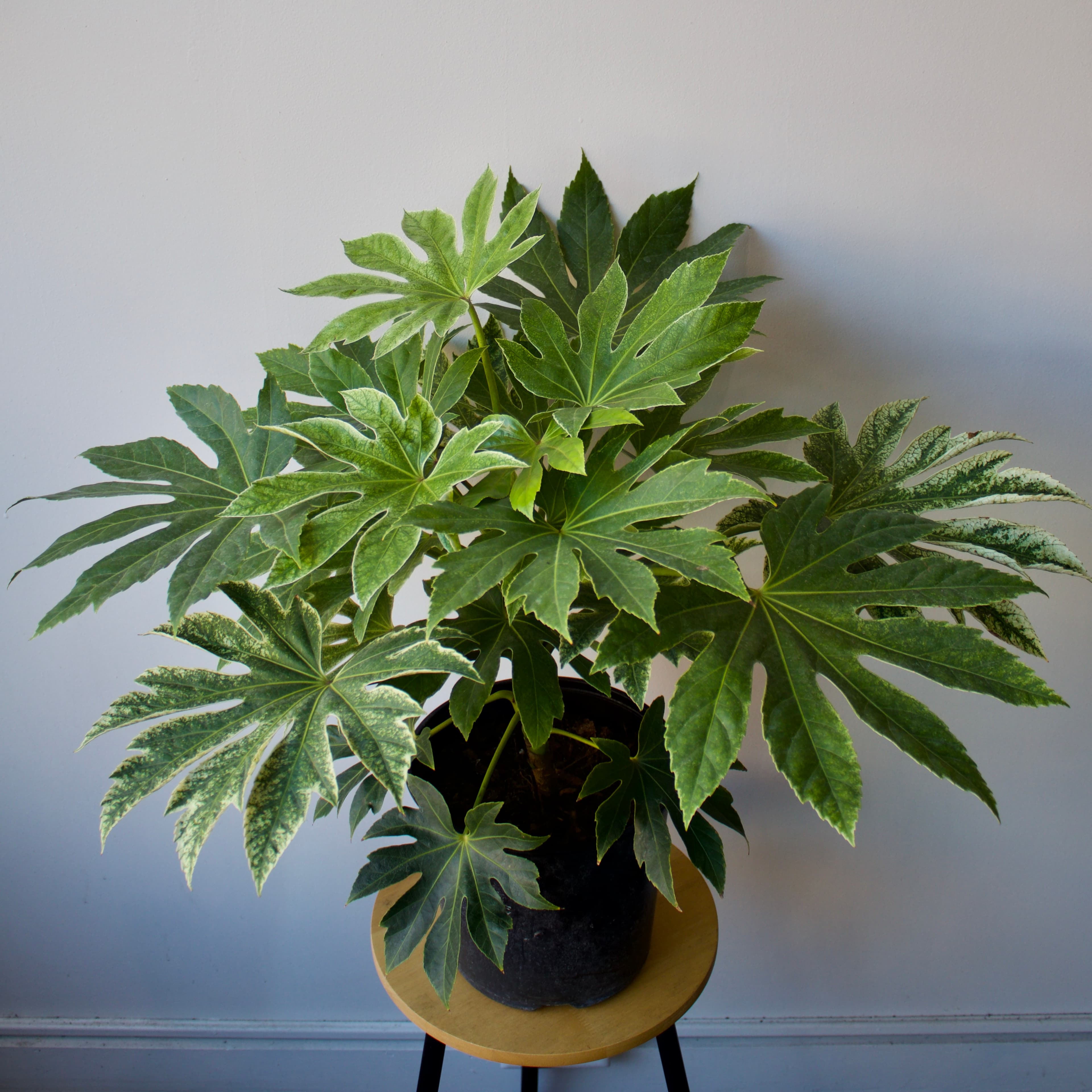 Fatsia 10"