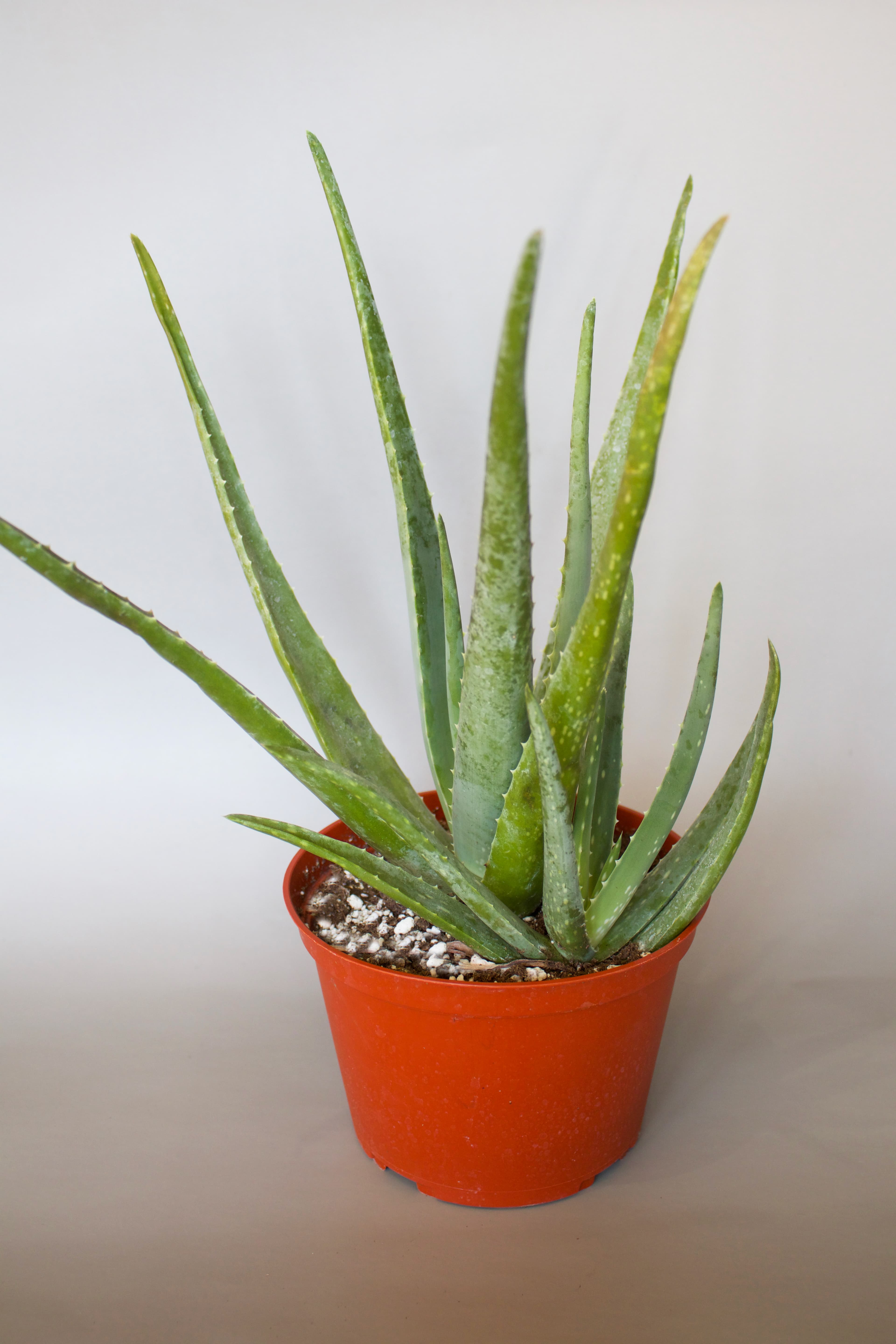 Aloe 6"