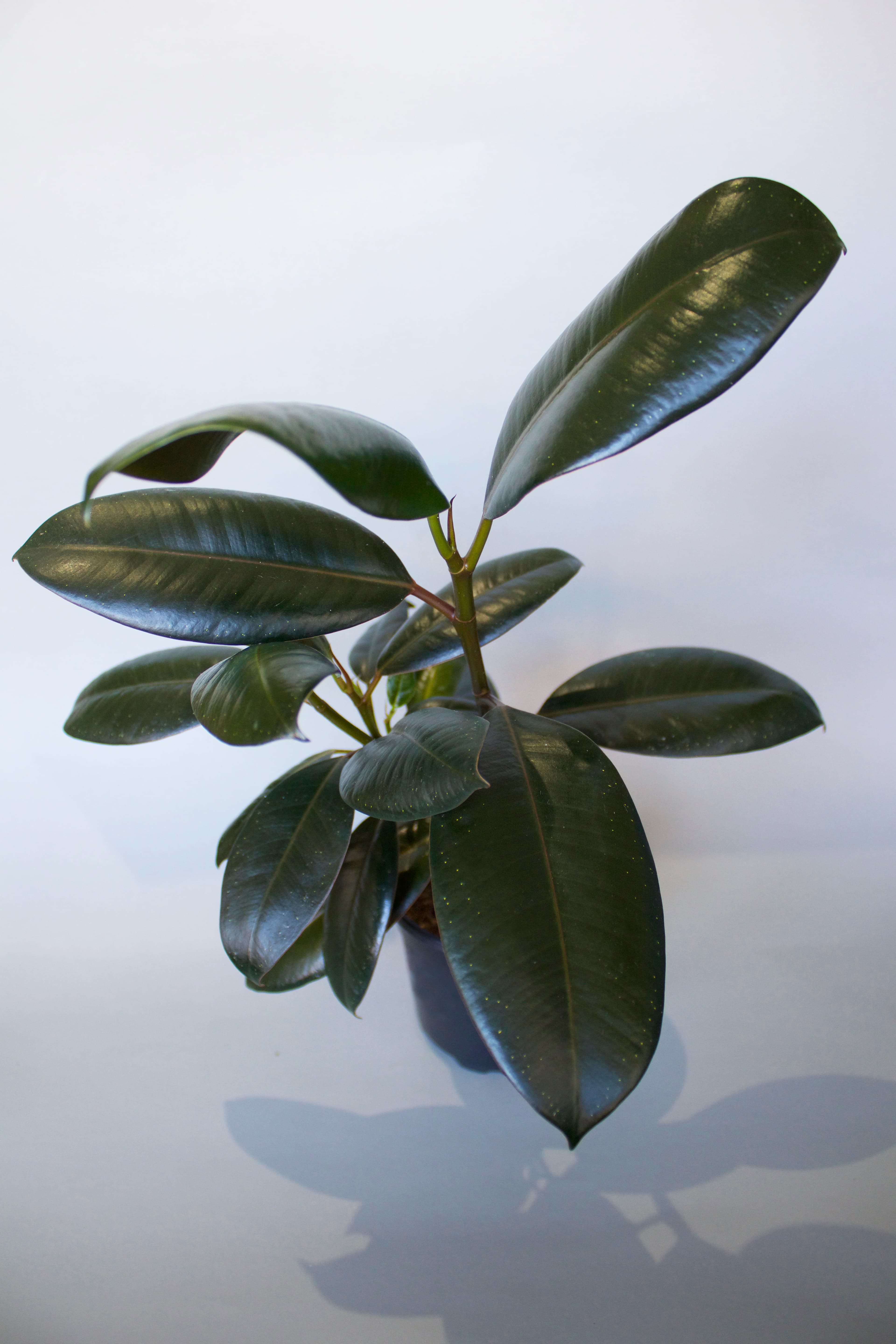 Ficus 4"
