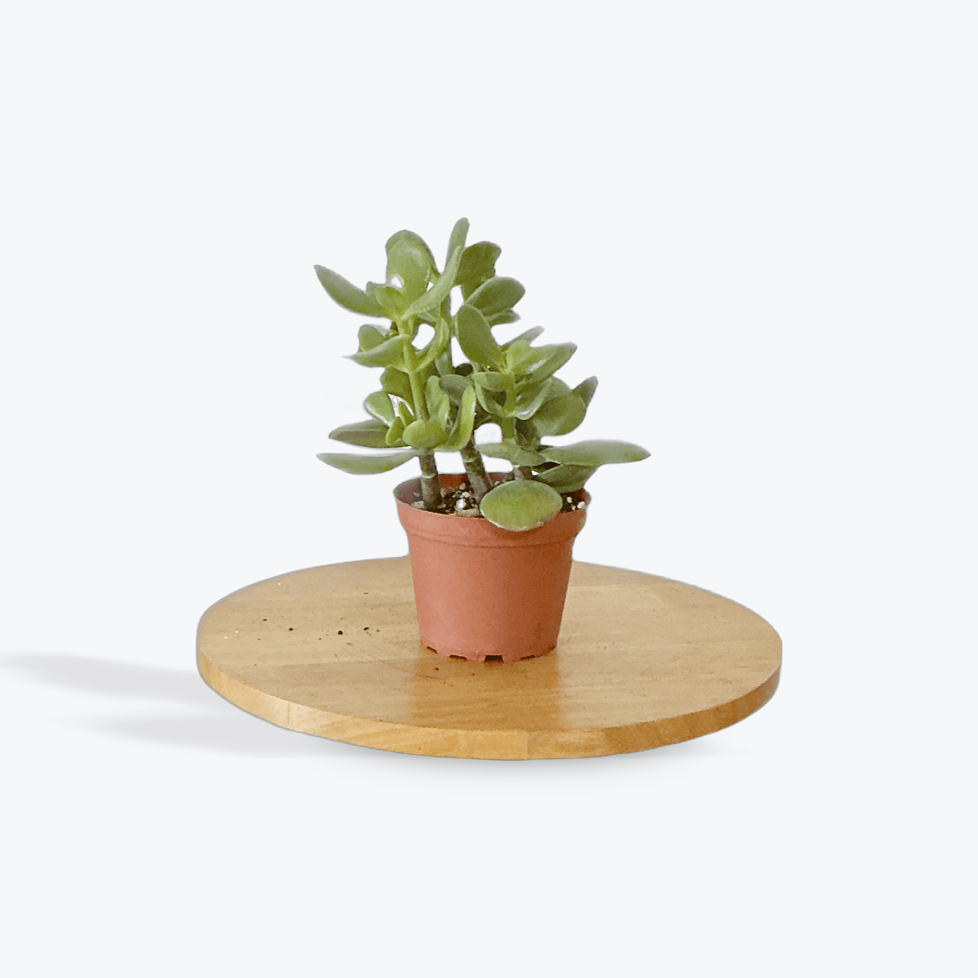 Jade 4"