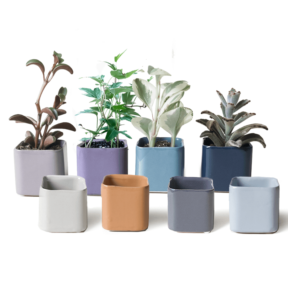 Svek Succulent Pot
