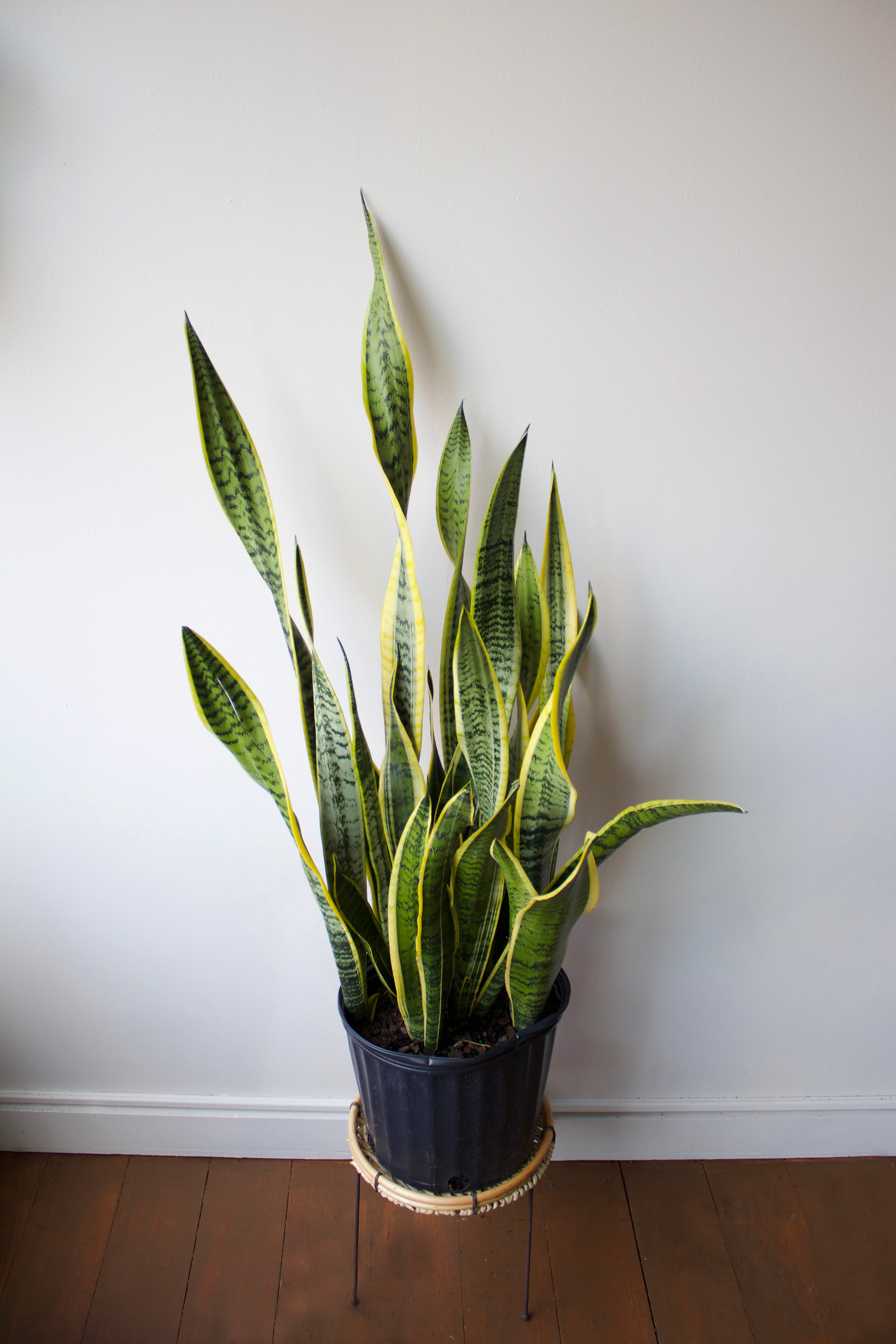 Sansevieria Snake Plant 10"