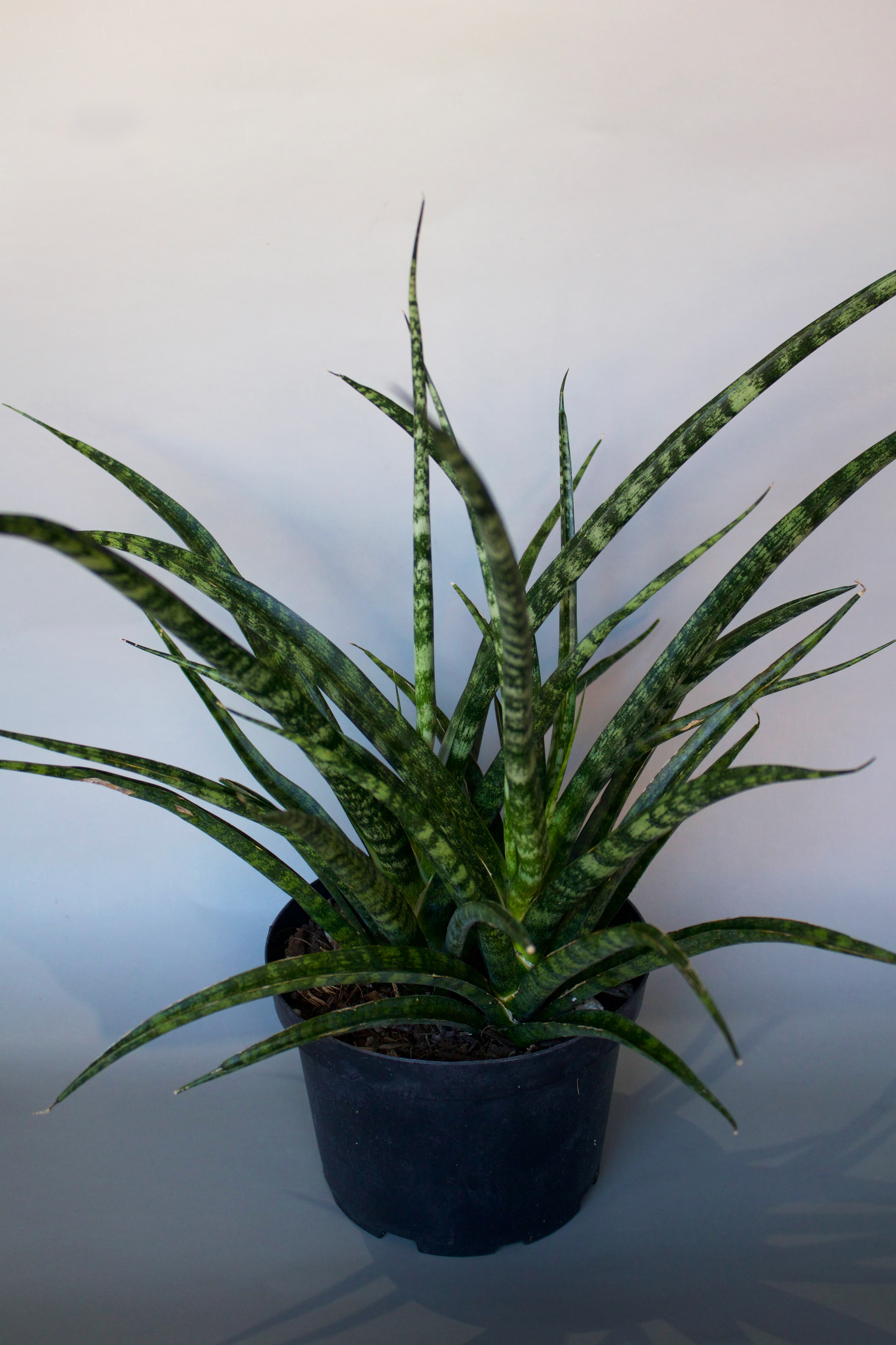 Sansevieria Snake Plant 6"