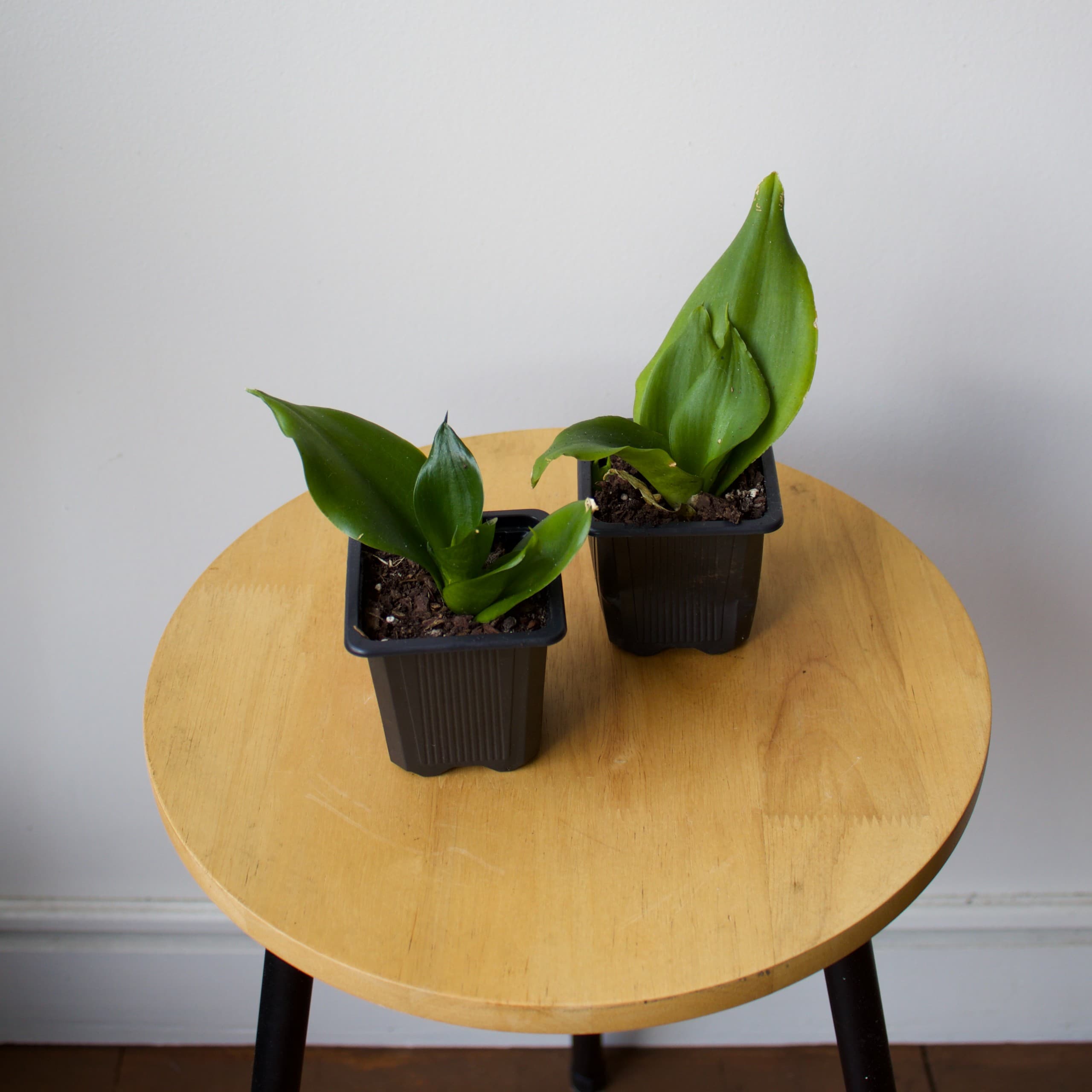 Snake Plant 3"