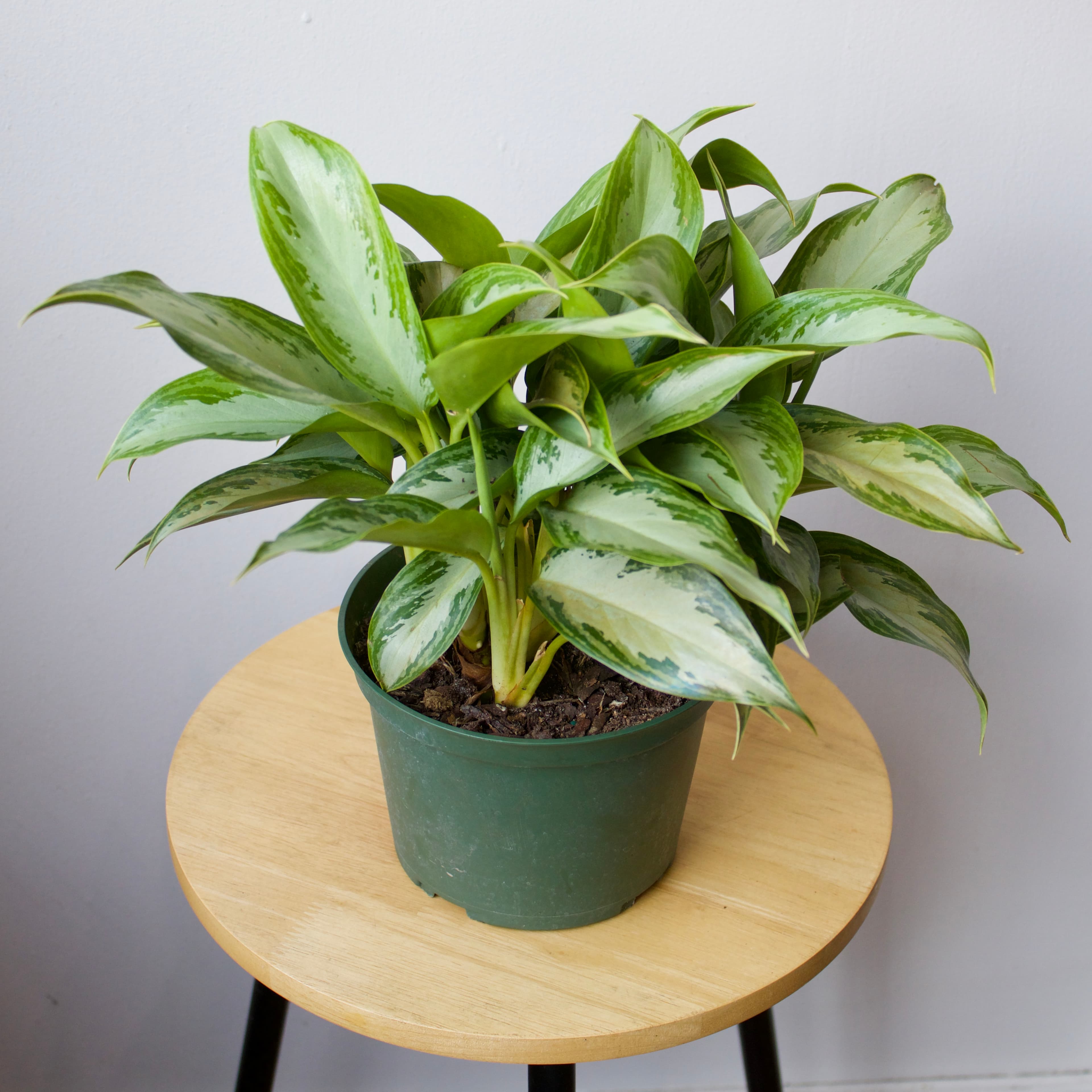 Aglaonema 6"