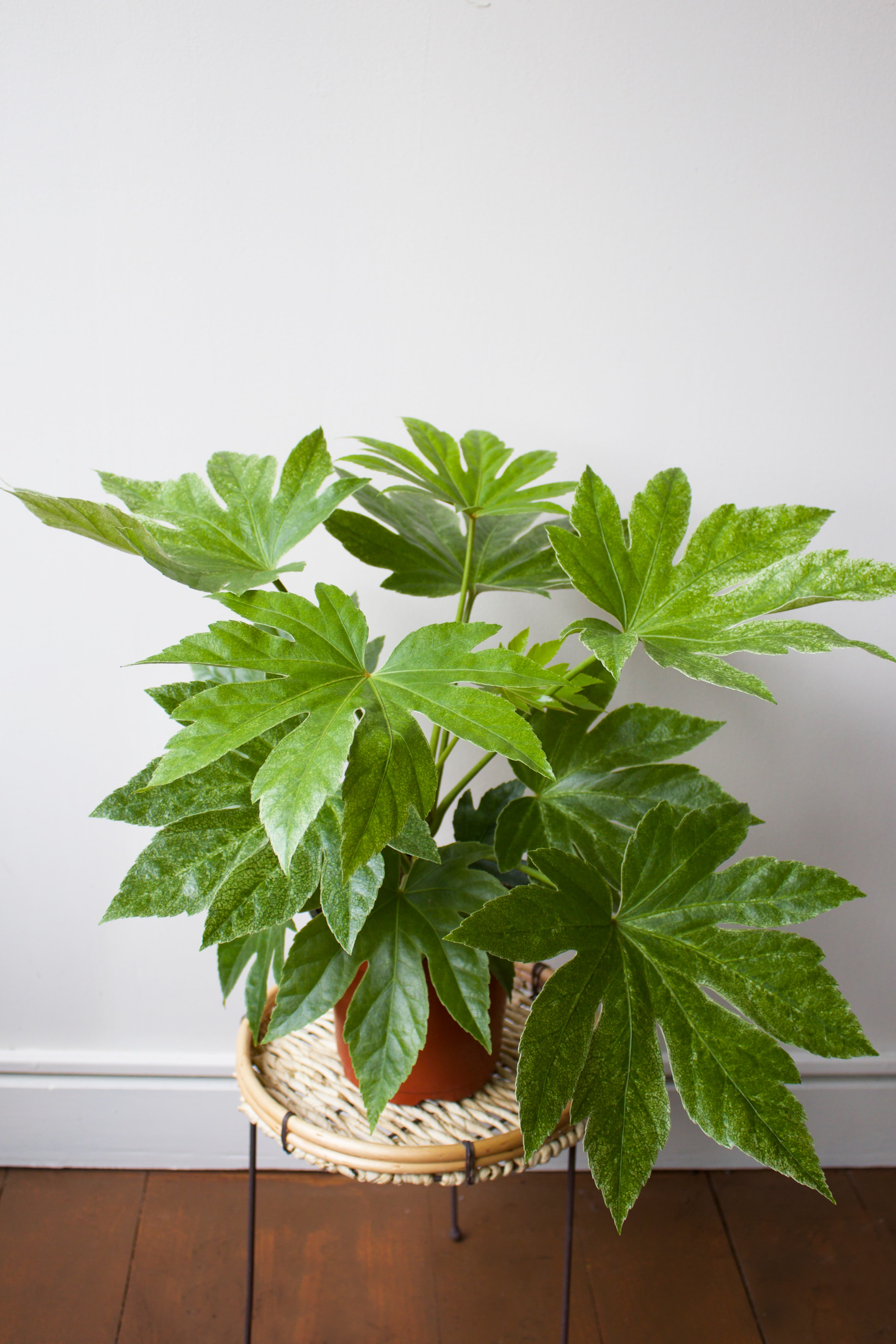 Fatsia 6"