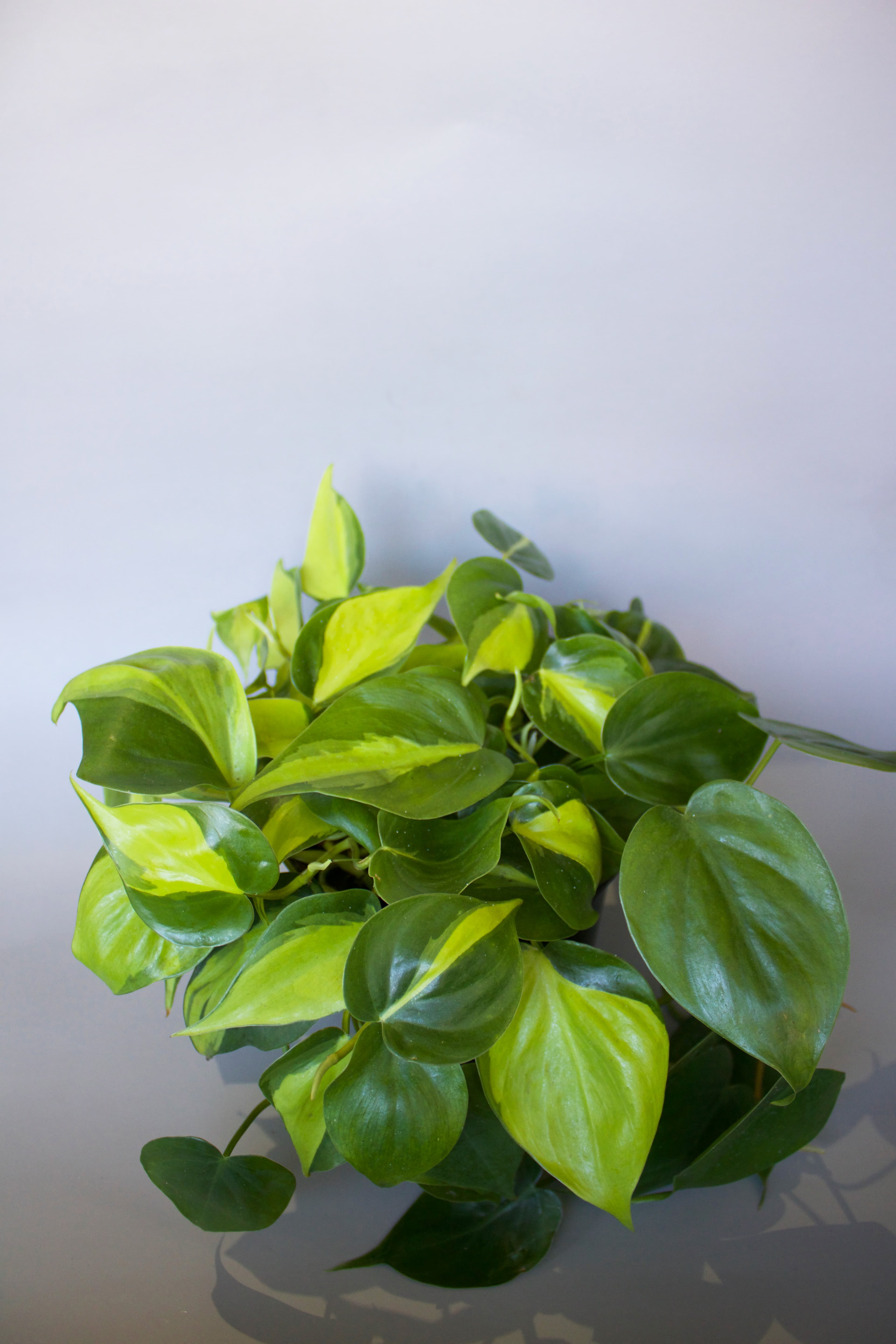 Philodendron 6"